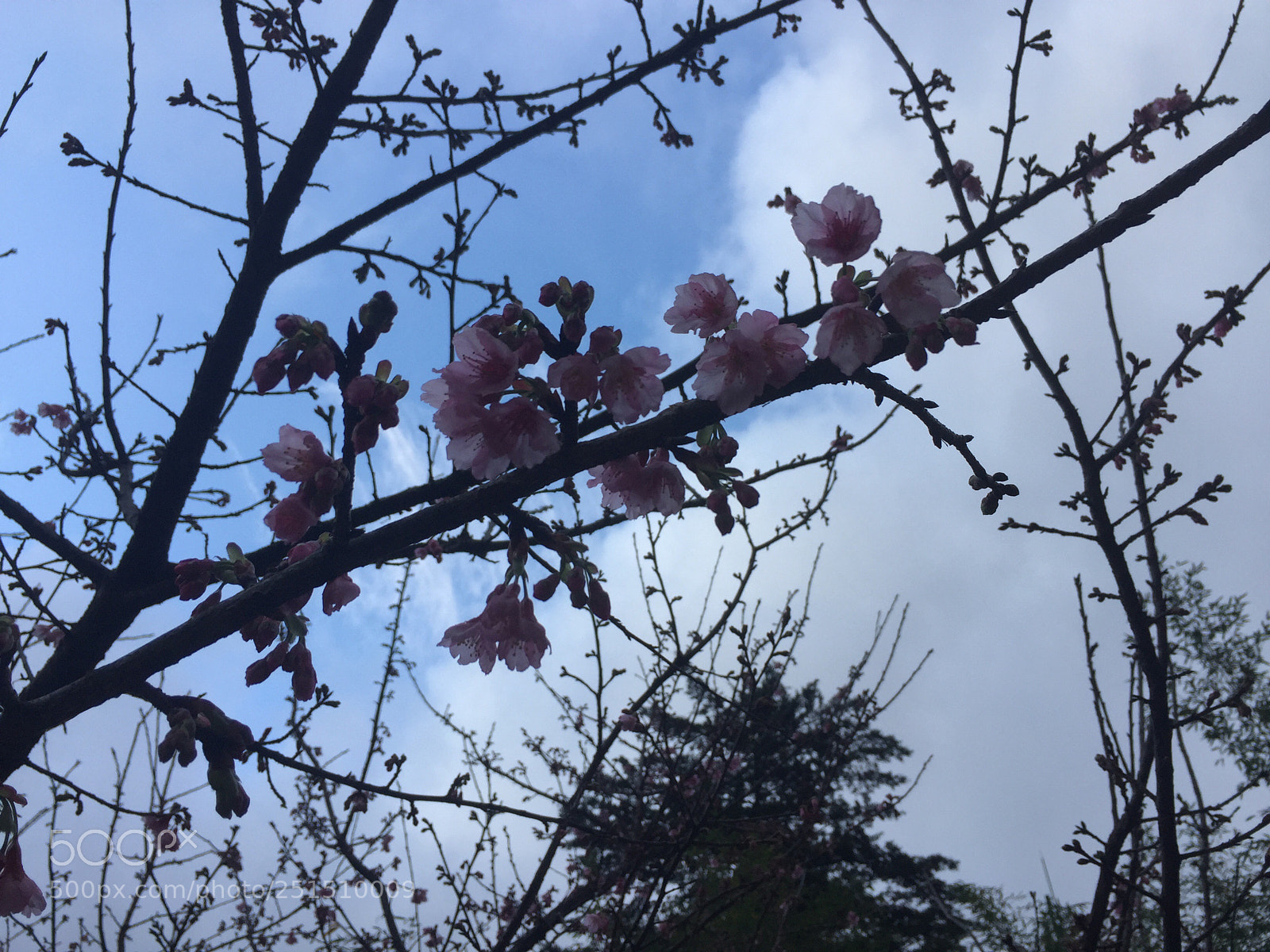 Apple iPhone 6 Plus sample photo. Cherry blossoms photography