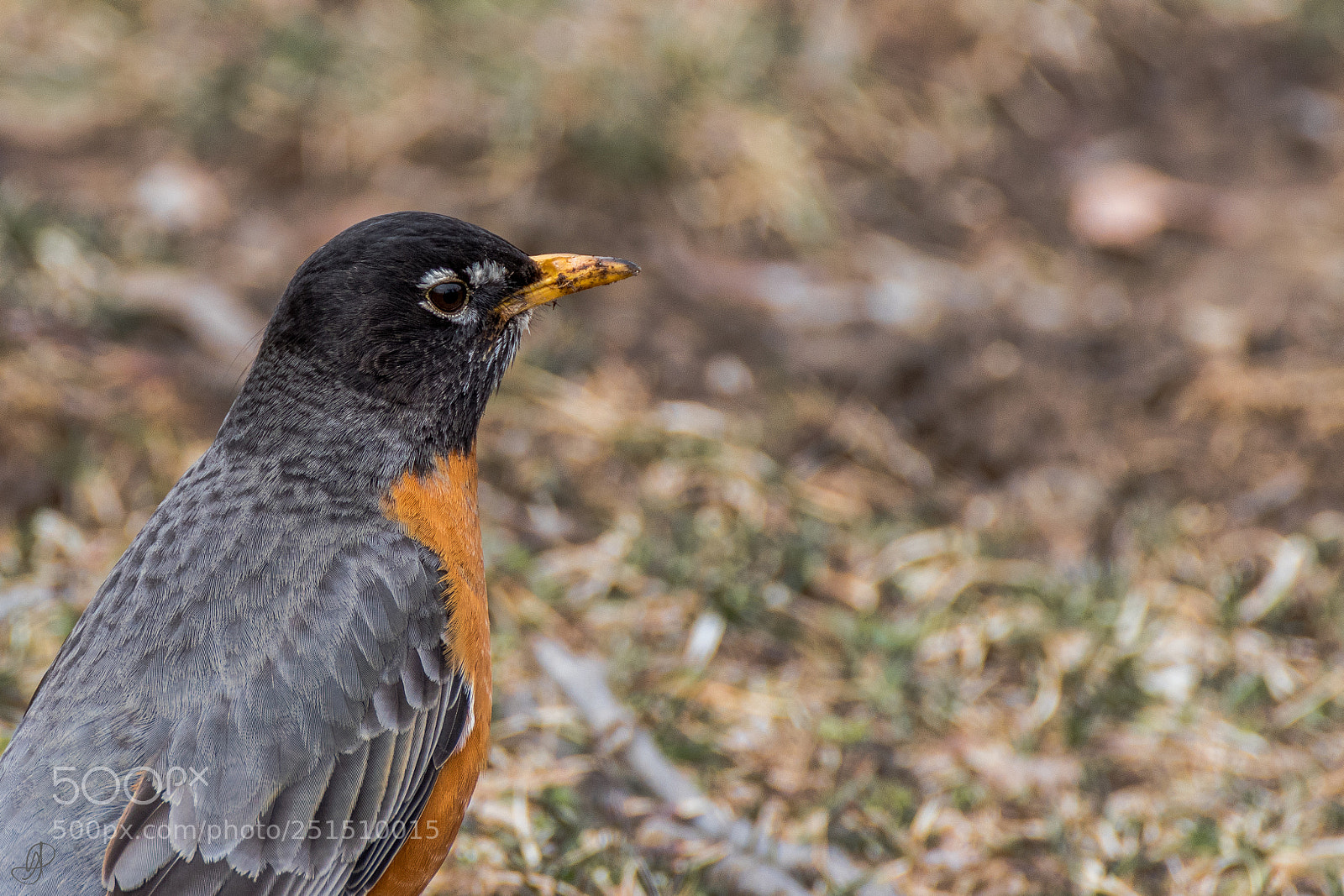 Canon EOS 80D sample photo. American robin photography