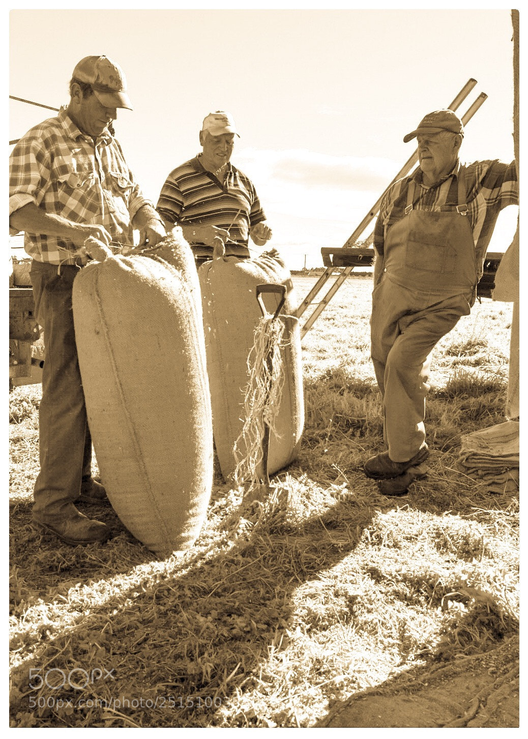 Nikon D5500 sample photo. Just finishing cutting chaff  photography