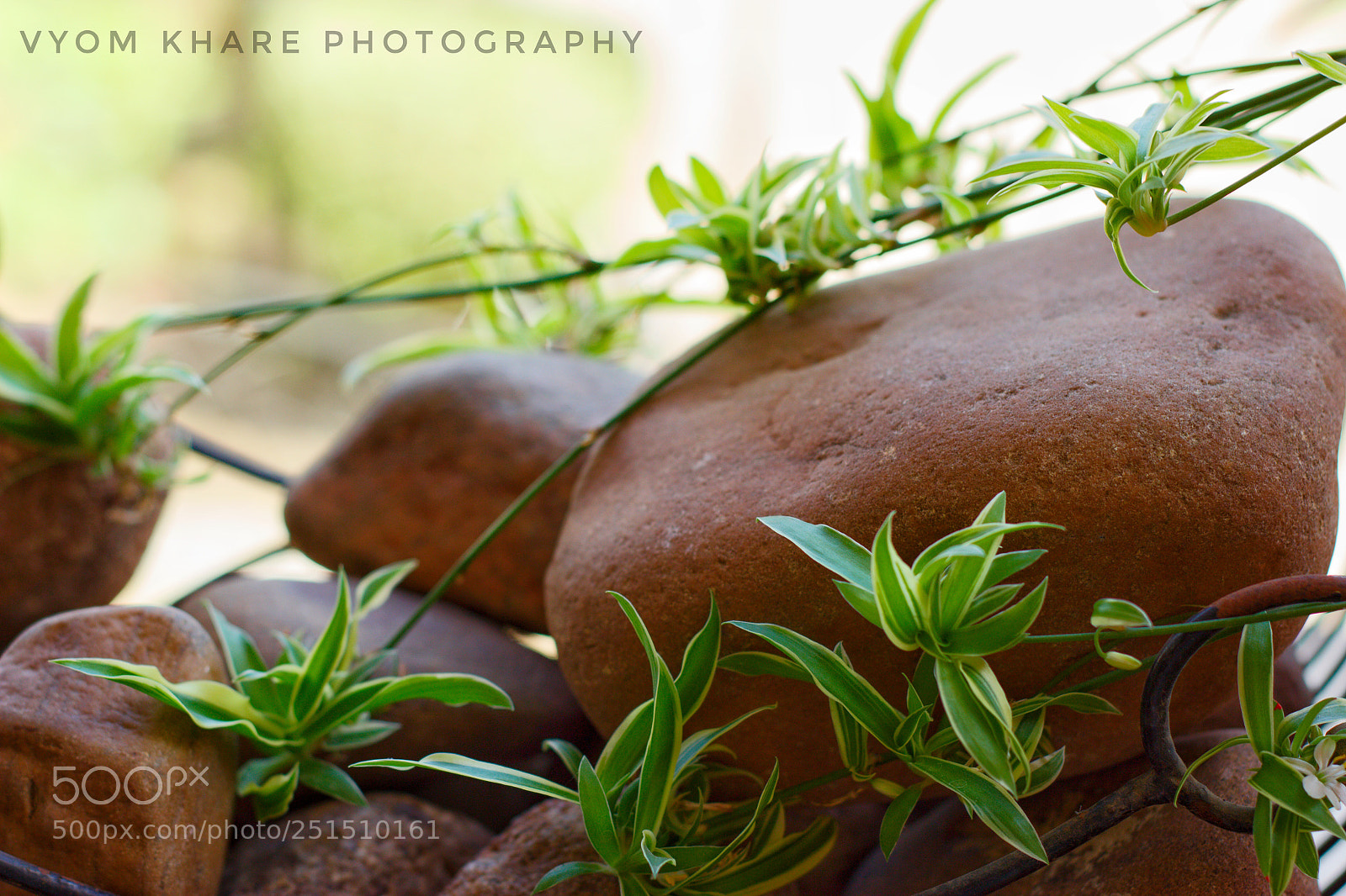 Canon EOS 600D (Rebel EOS T3i / EOS Kiss X5) sample photo. Green leafs on rock photography