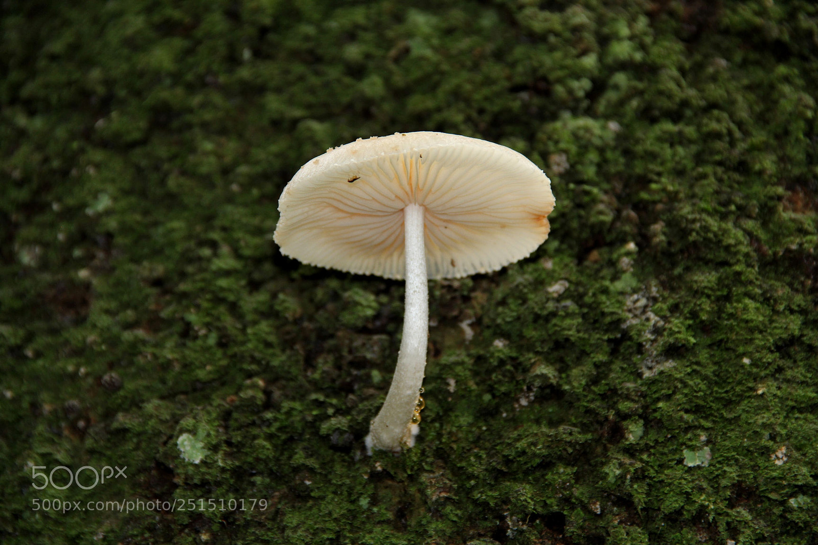 Canon EF-S 18-135mm F3.5-5.6 IS sample photo. Fungo photography
