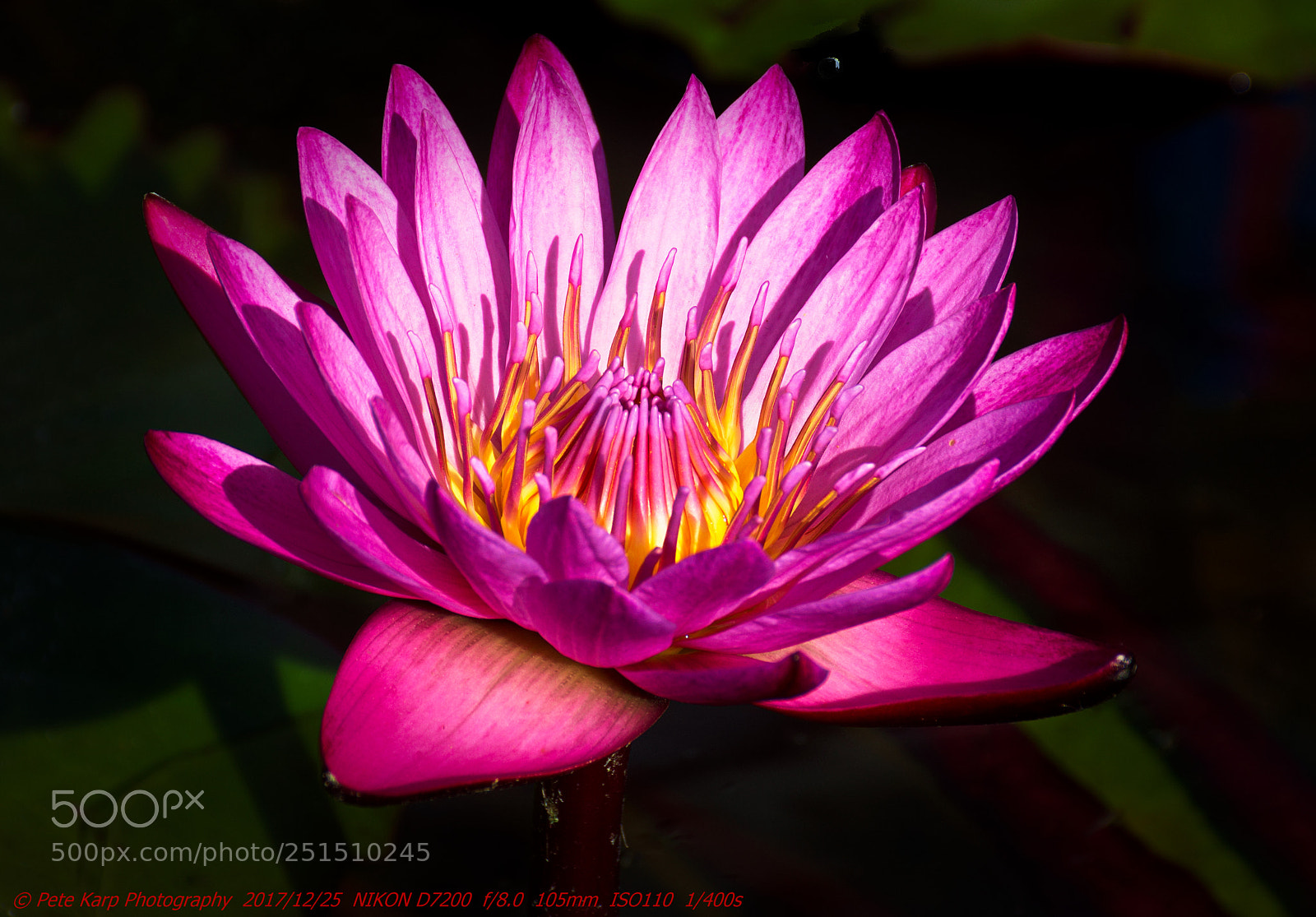 Nikon D7200 sample photo. Lotus at queen sirikit photography