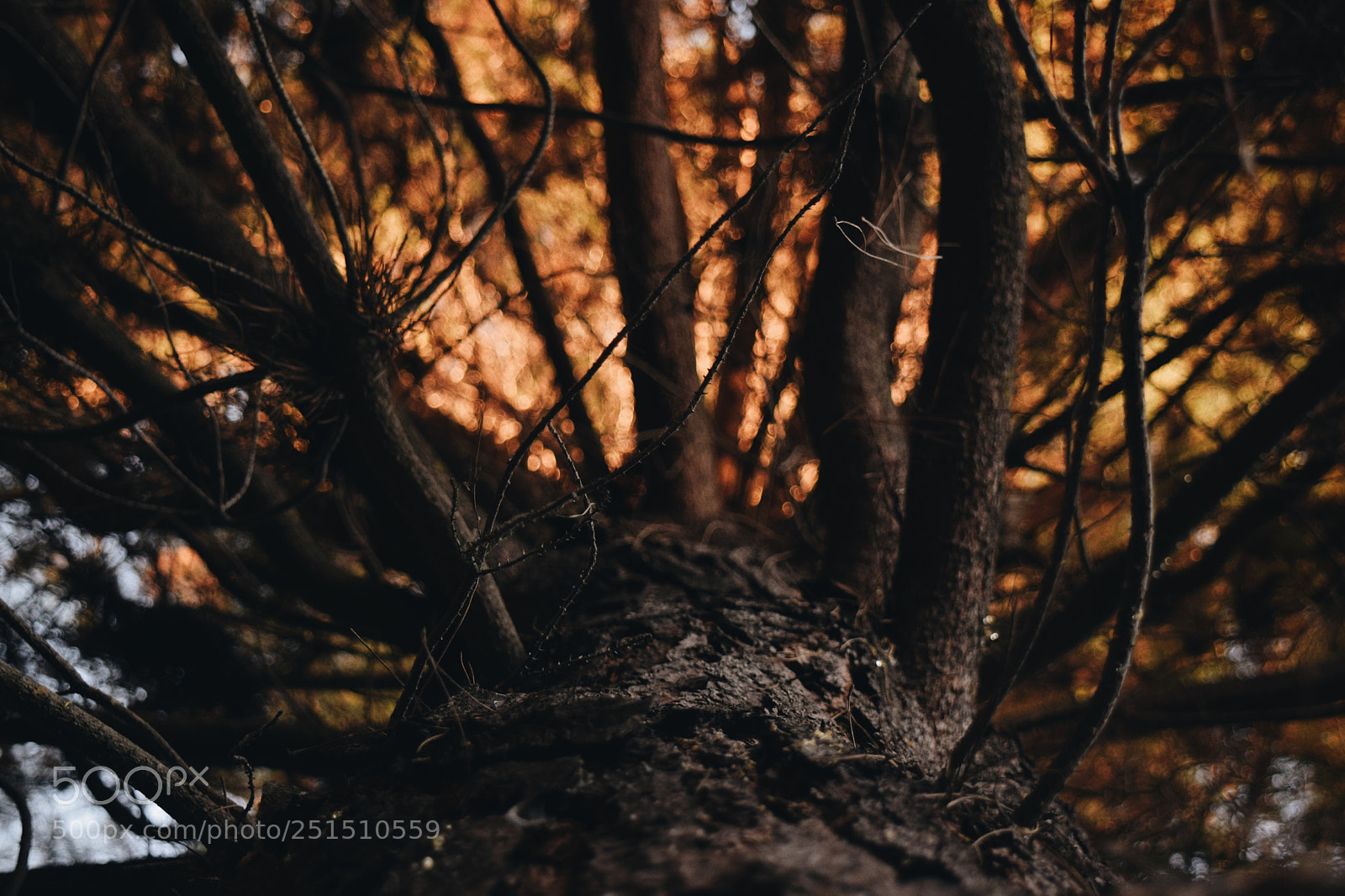 Nikon D5300 sample photo. Warm. photography