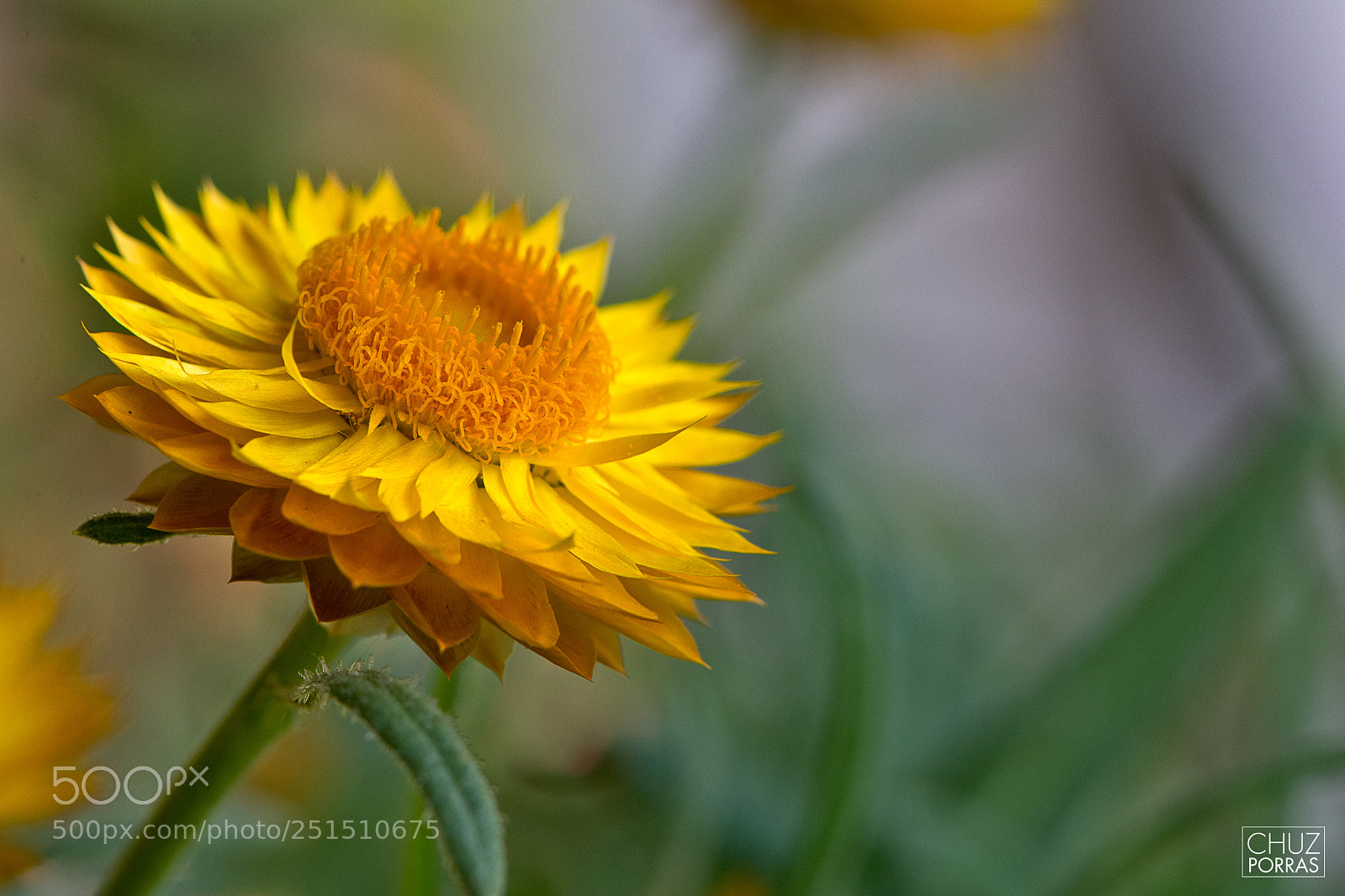 Nikon D7100 sample photo. Yellow flower photography