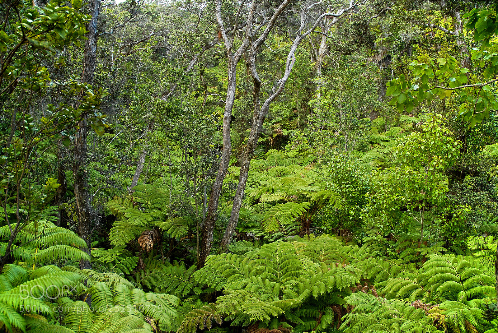 Nikon D200 sample photo. Fern forest photography