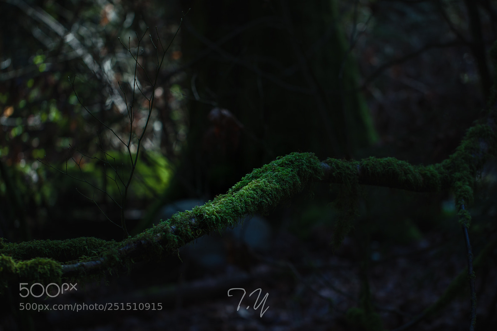 Canon EOS 5D Mark II sample photo. The sunlight on moss photography