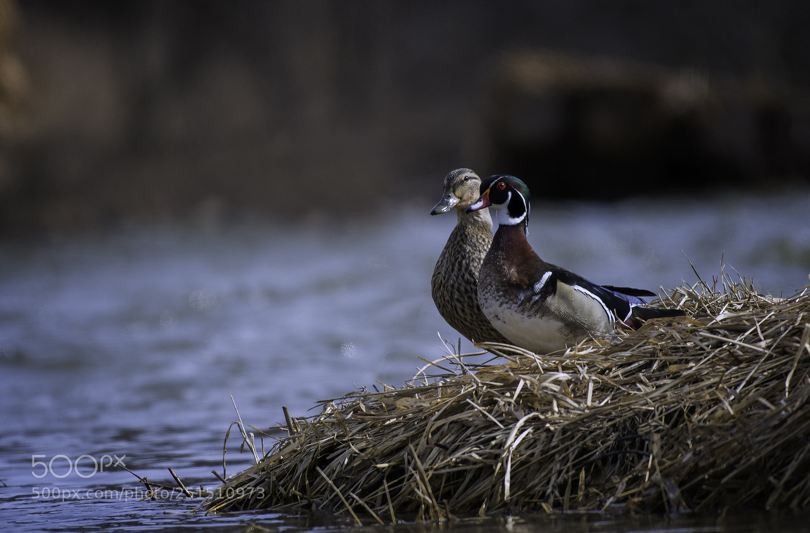 Nikon D500 sample photo. The odd couple photography