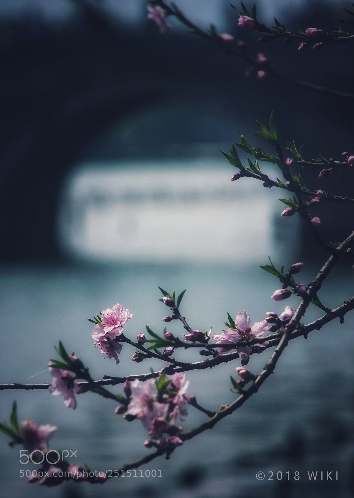 Sony a5100 sample photo. Peach blossom photography