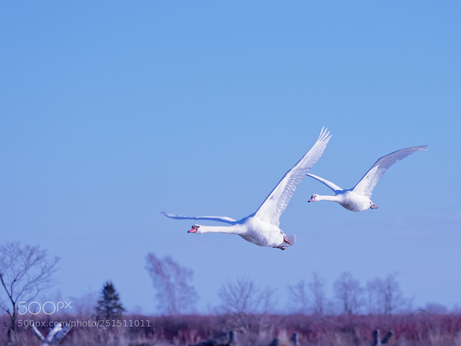 Olympus OM-D E-M1 Mark II sample photo. Early spring photography