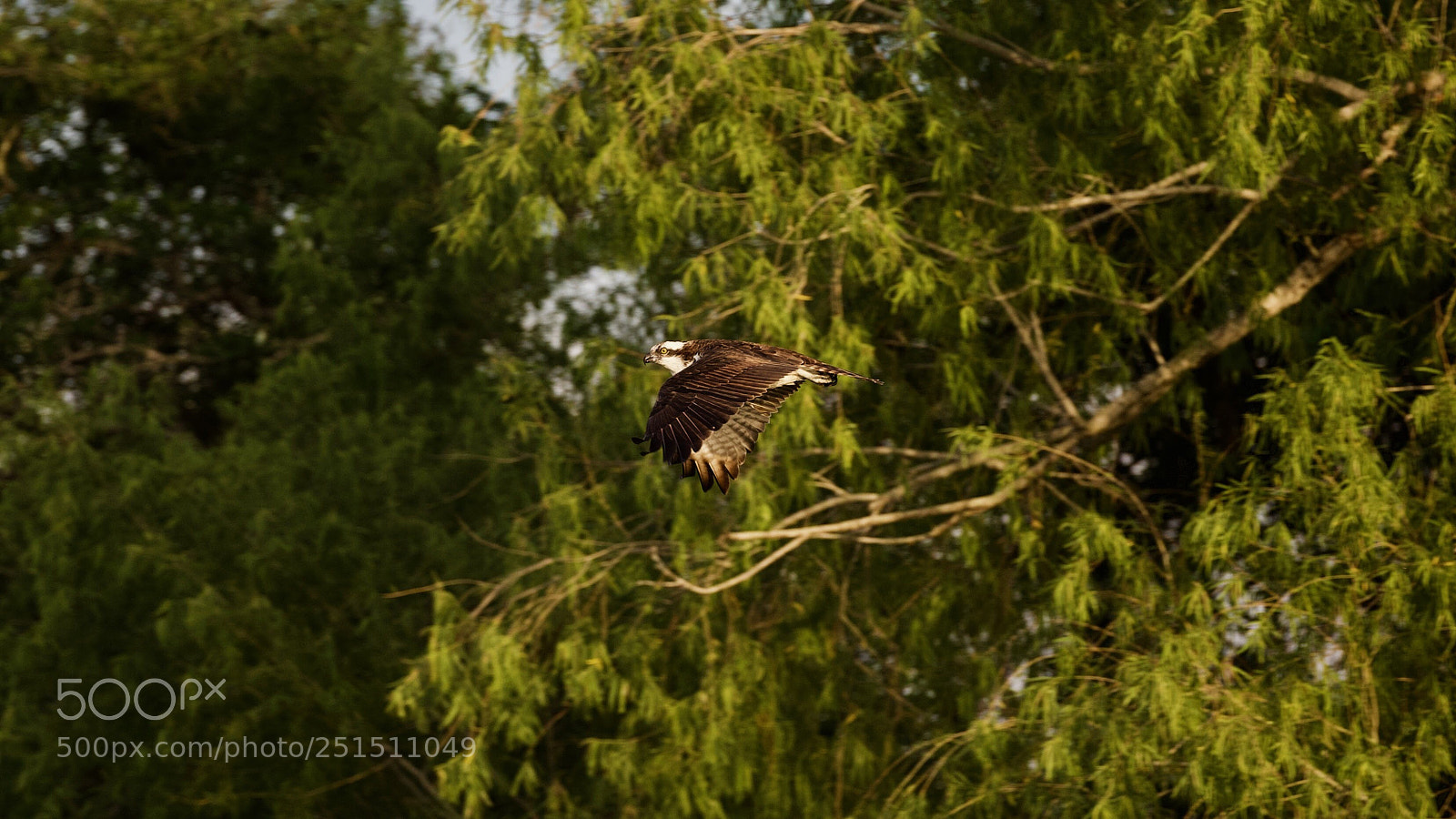 Canon EOS-1D X sample photo. Osprey  photography