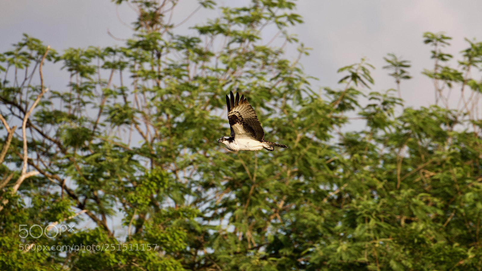 Canon EOS-1D X sample photo. Osprey photography