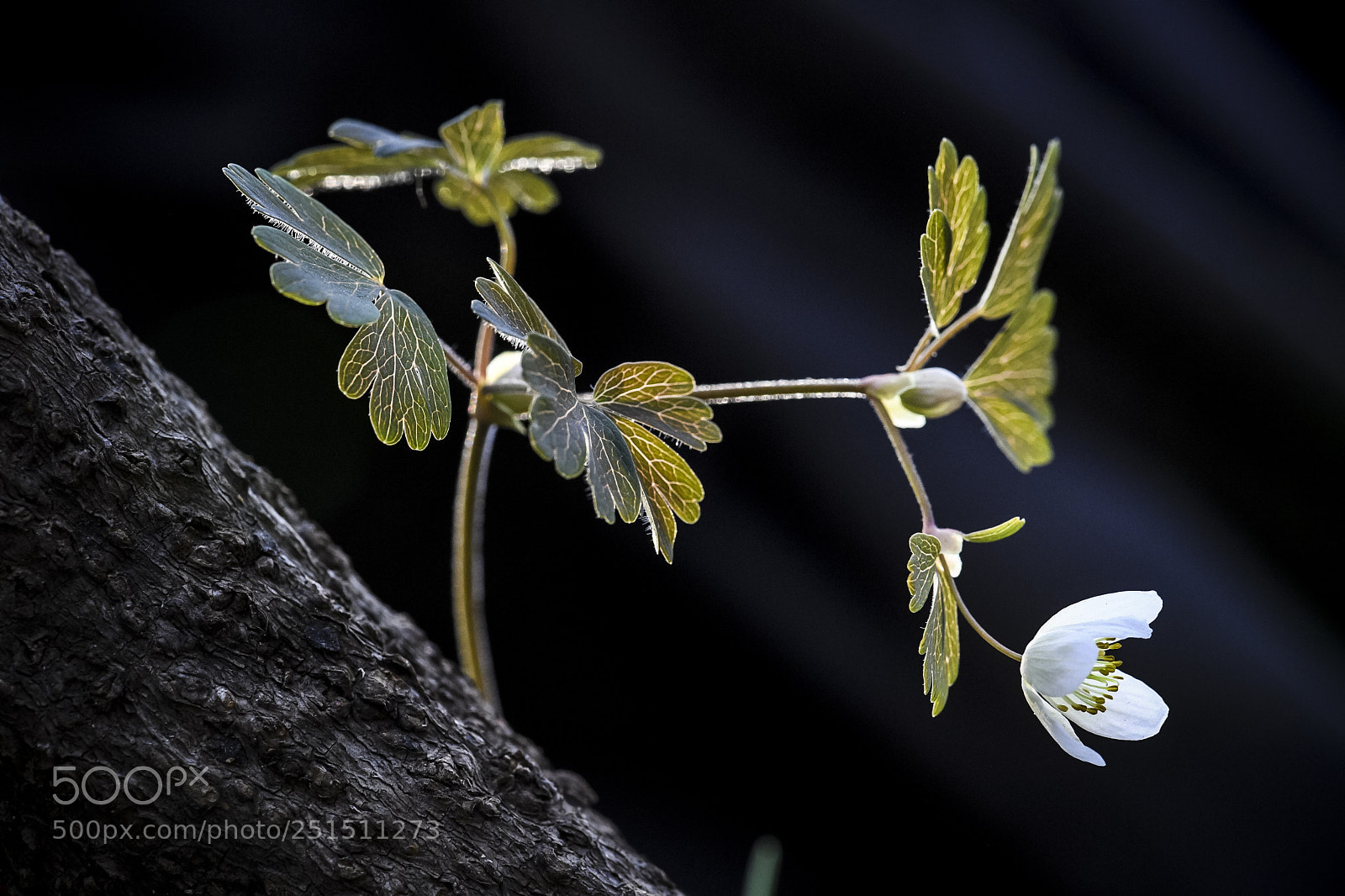 Nikon D5 sample photo.  isopyrum manshuricum photography