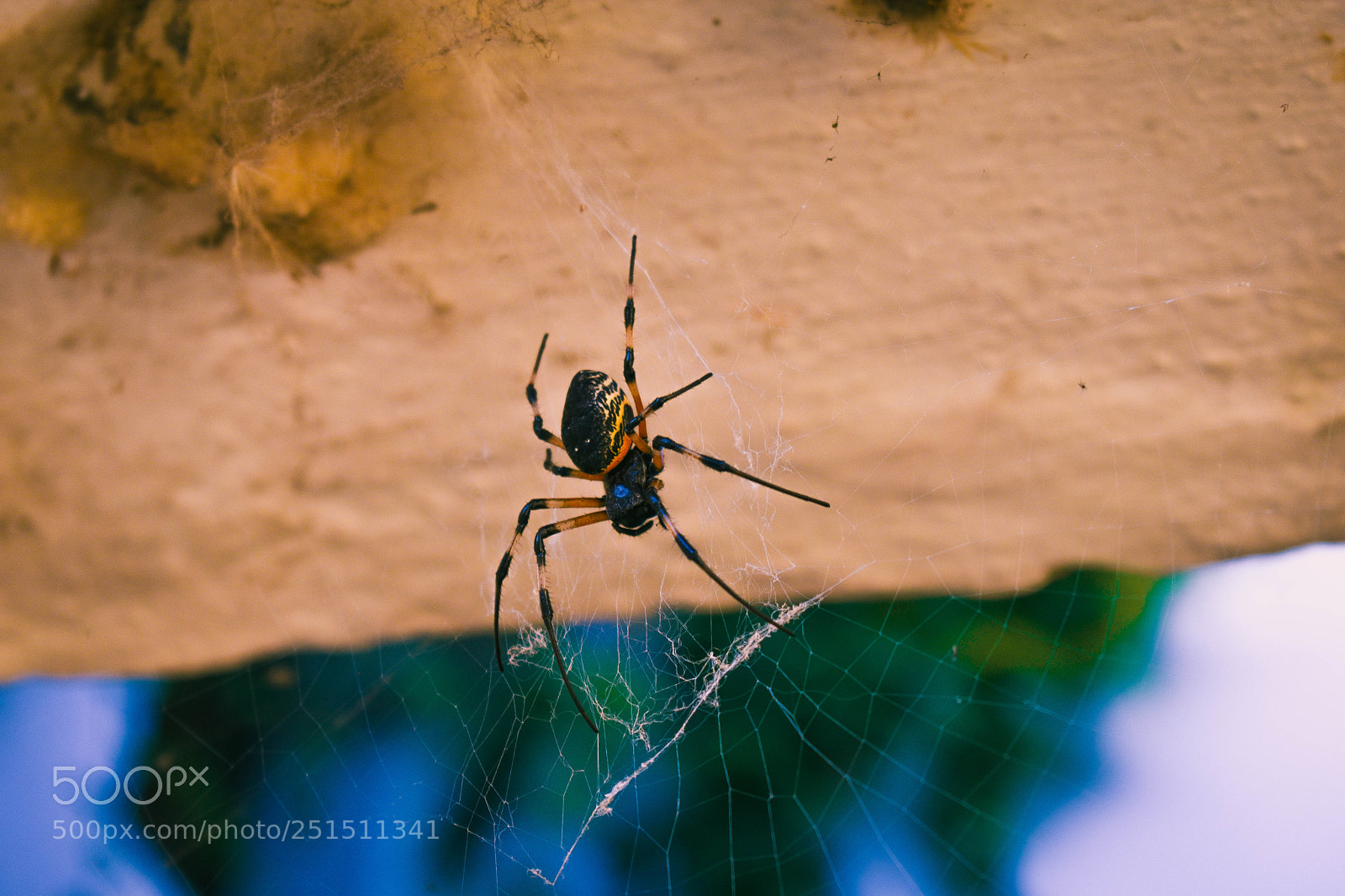 Nikon D5600 sample photo. Aranha ? photography