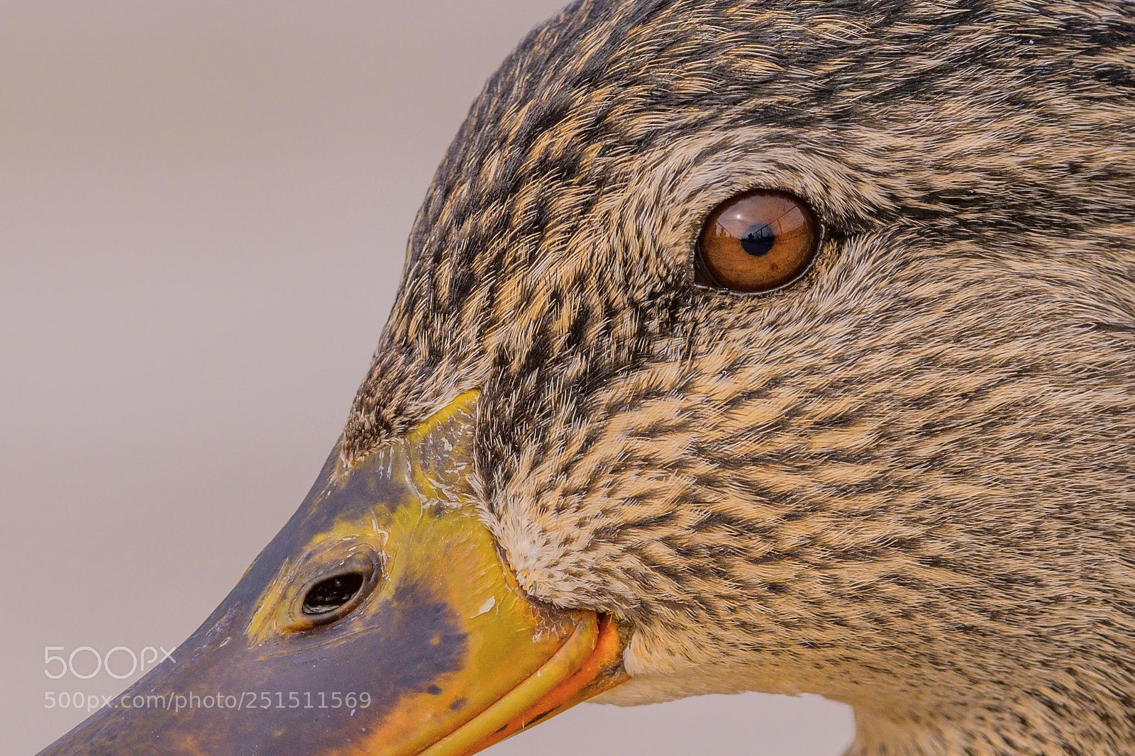Nikon D850 sample photo. Mallard photography