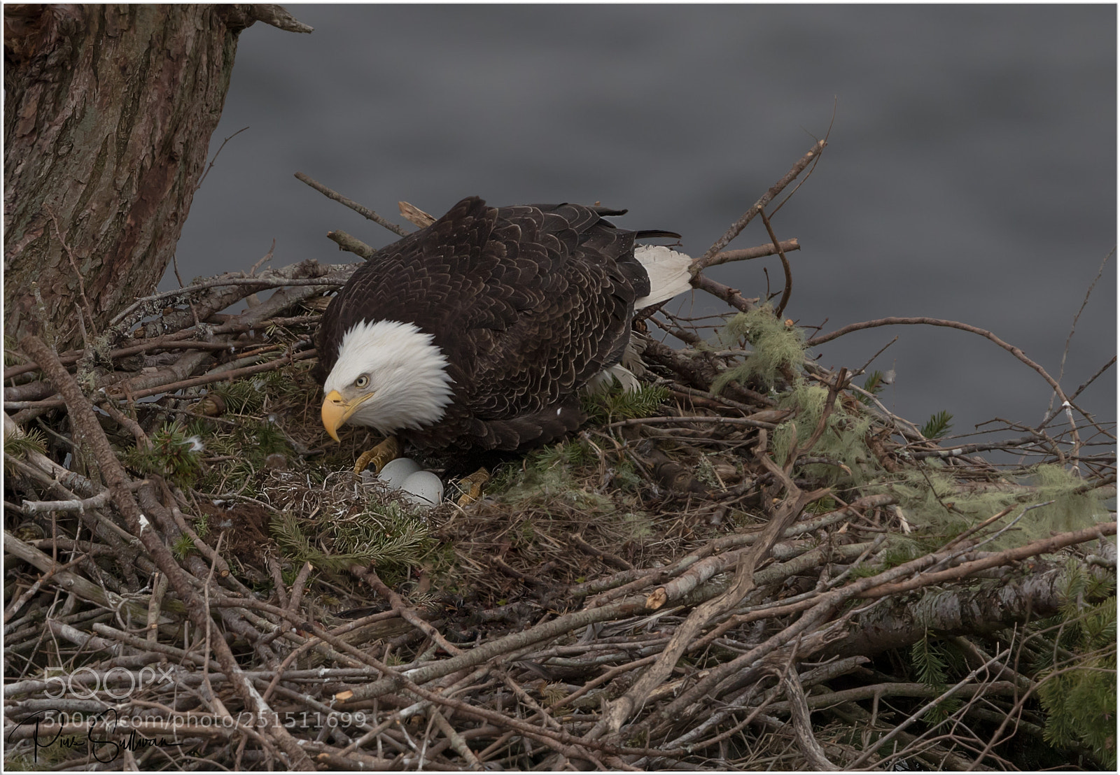Canon EOS-1D X Mark II sample photo. Eagle on the nest. photography