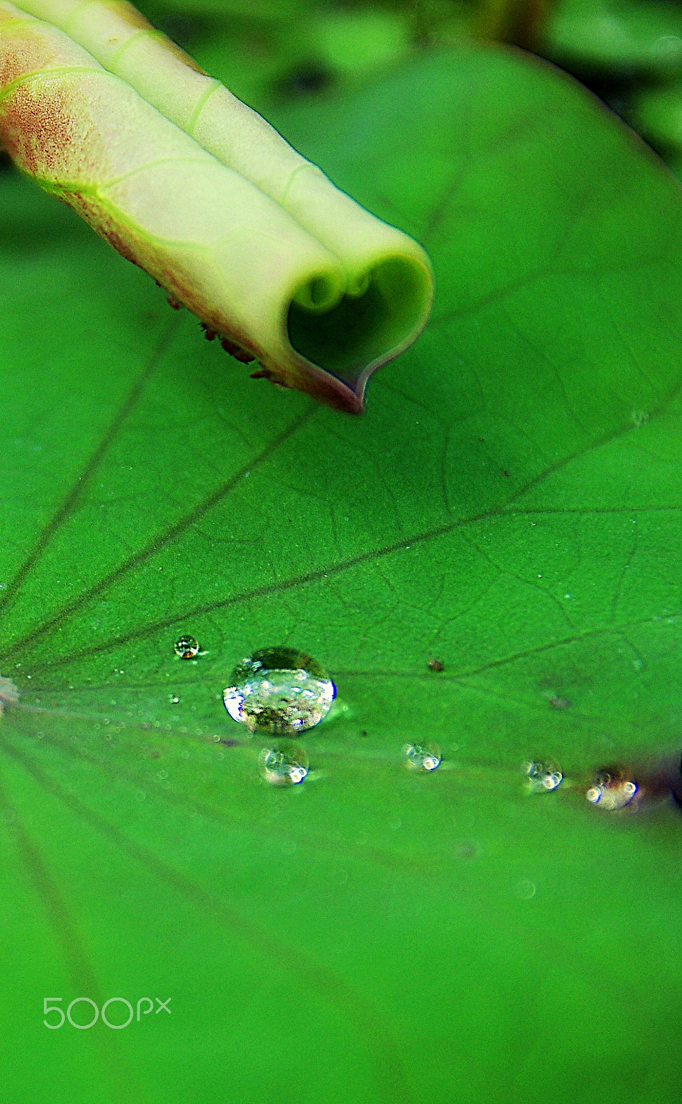 Pentax K-5 IIs + Sigma 17-50mm F2.8 EX DC HSM sample photo. Love still have everywhere in nature photography