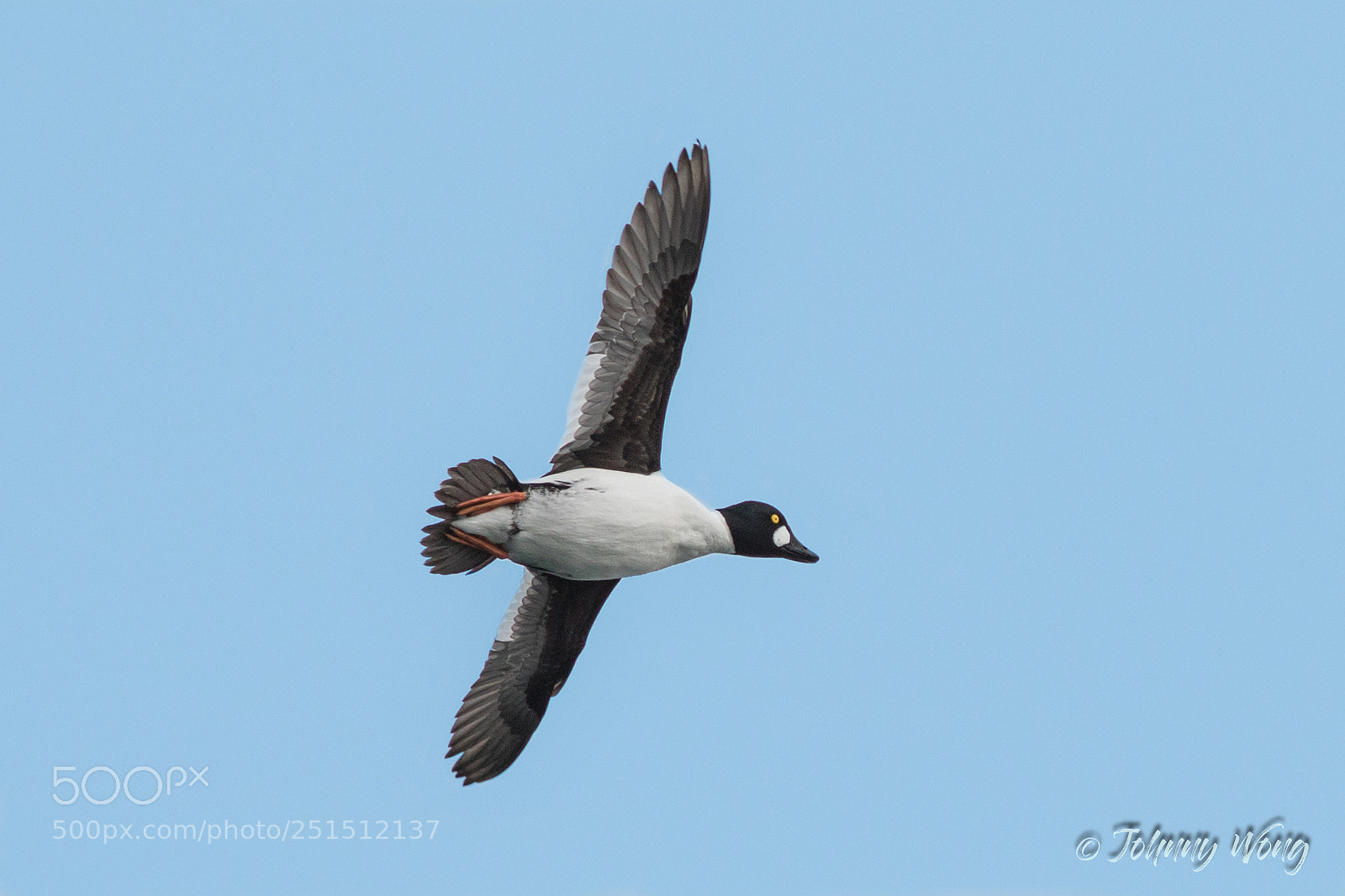 Canon EOS 7D Mark II sample photo. Goldeneye duck photography
