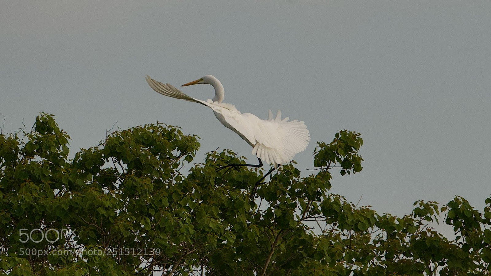 Canon EOS-1D X sample photo. Greater egret photography