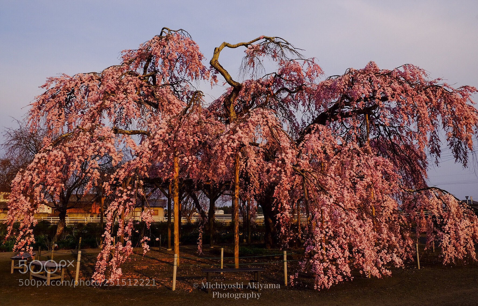 Fujifilm X-T1 sample photo. Chofuku-ji temple cherry blossoms.

 photography