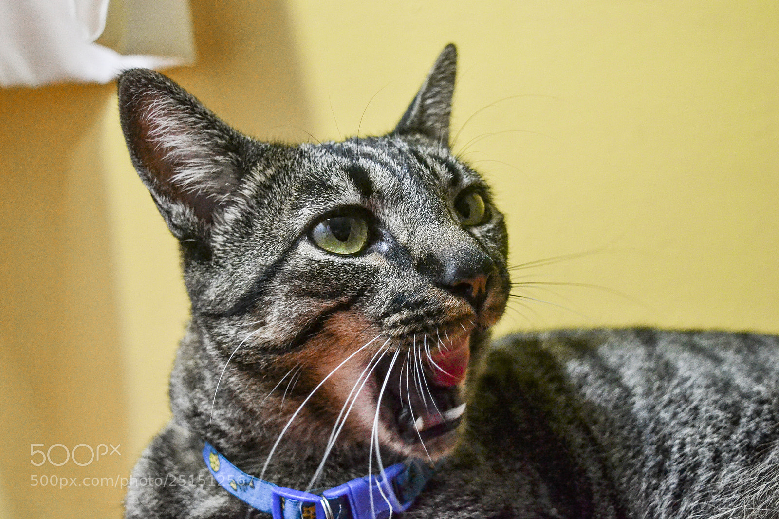 Nikon D3100 sample photo. Cat photography