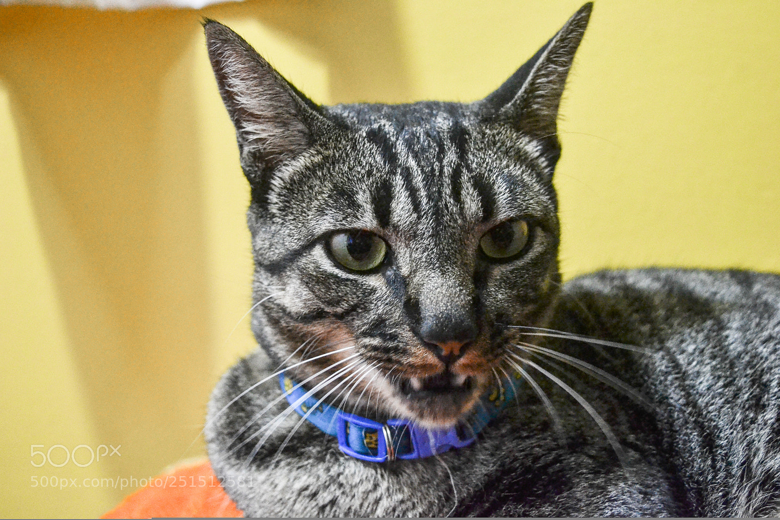 Nikon D3100 sample photo. Cat photography