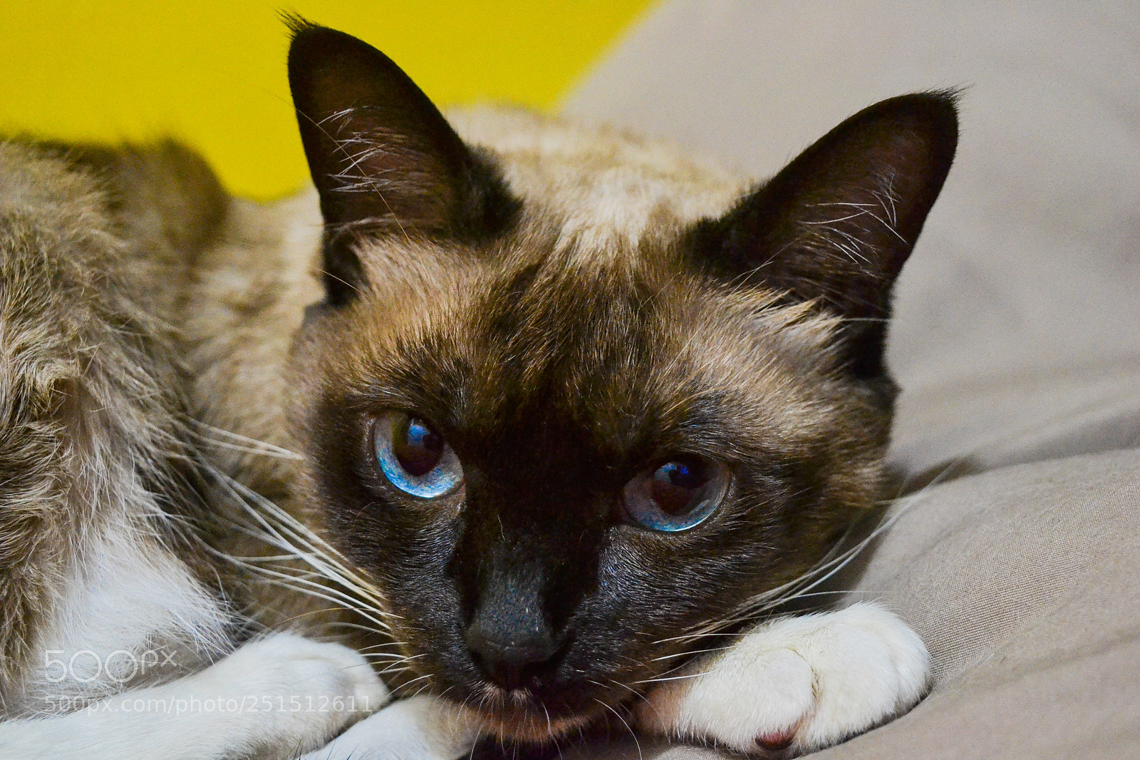 Nikon D3100 sample photo. Cat photography