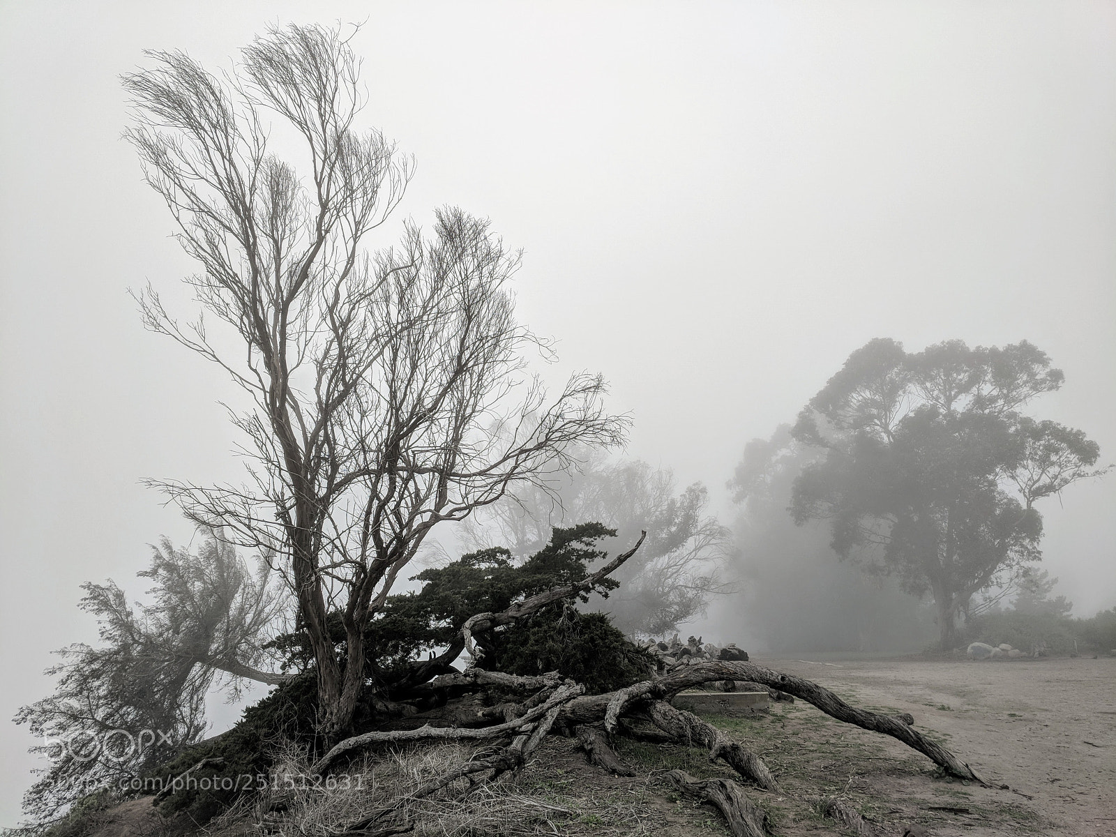 Google Pixel sample photo. Trees and fog photography