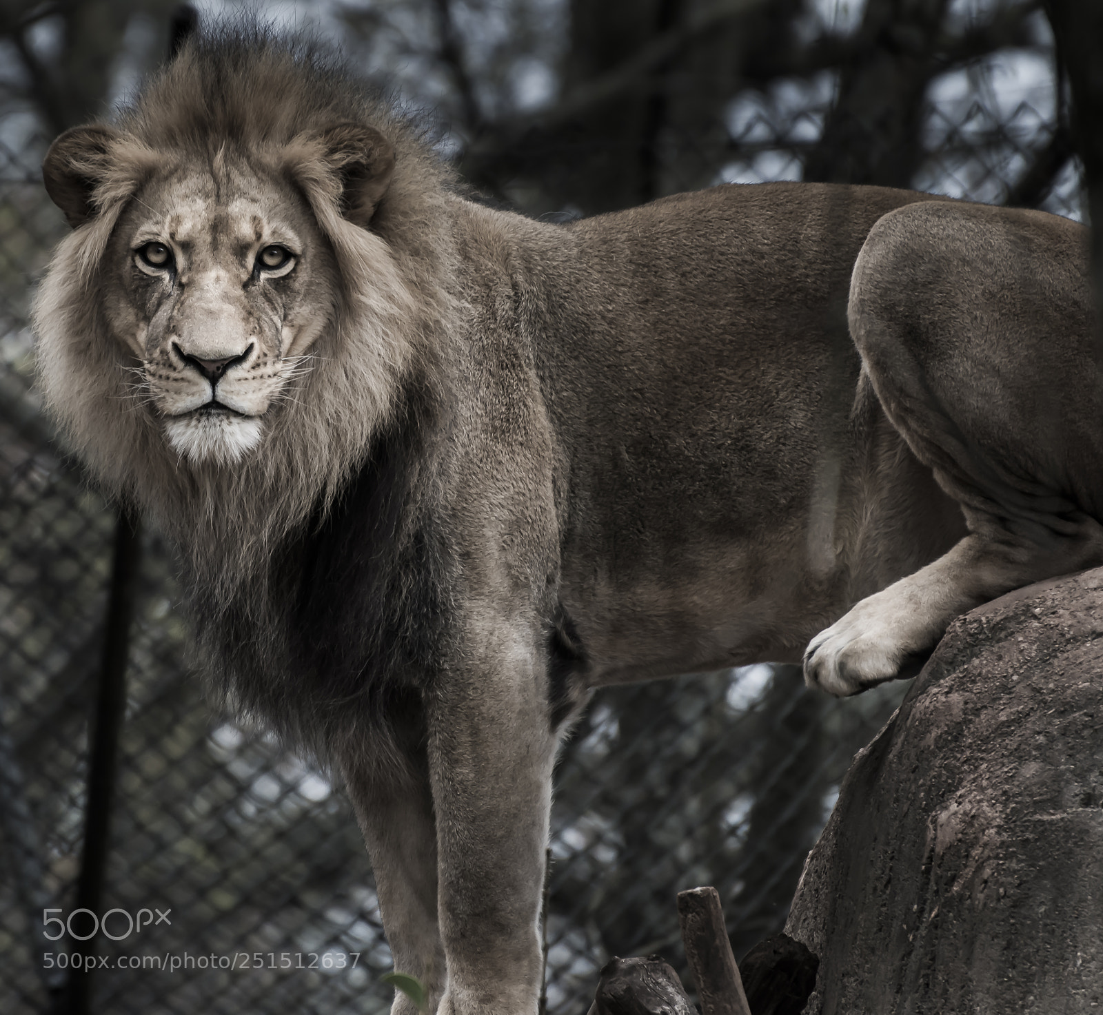 Nikon D800 sample photo. Artsy lion photography