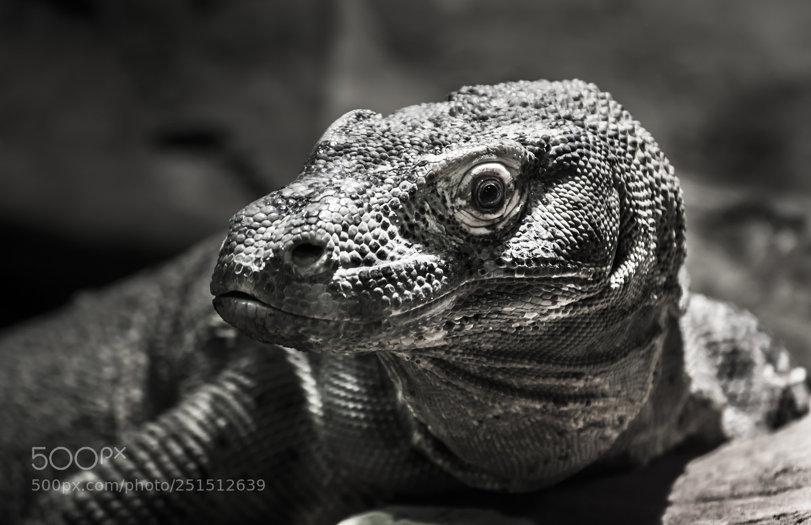 Nikon D800 sample photo. B&w lizzard photography