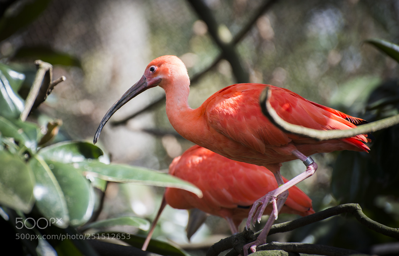 Nikon D800 sample photo. Zoo bird photography