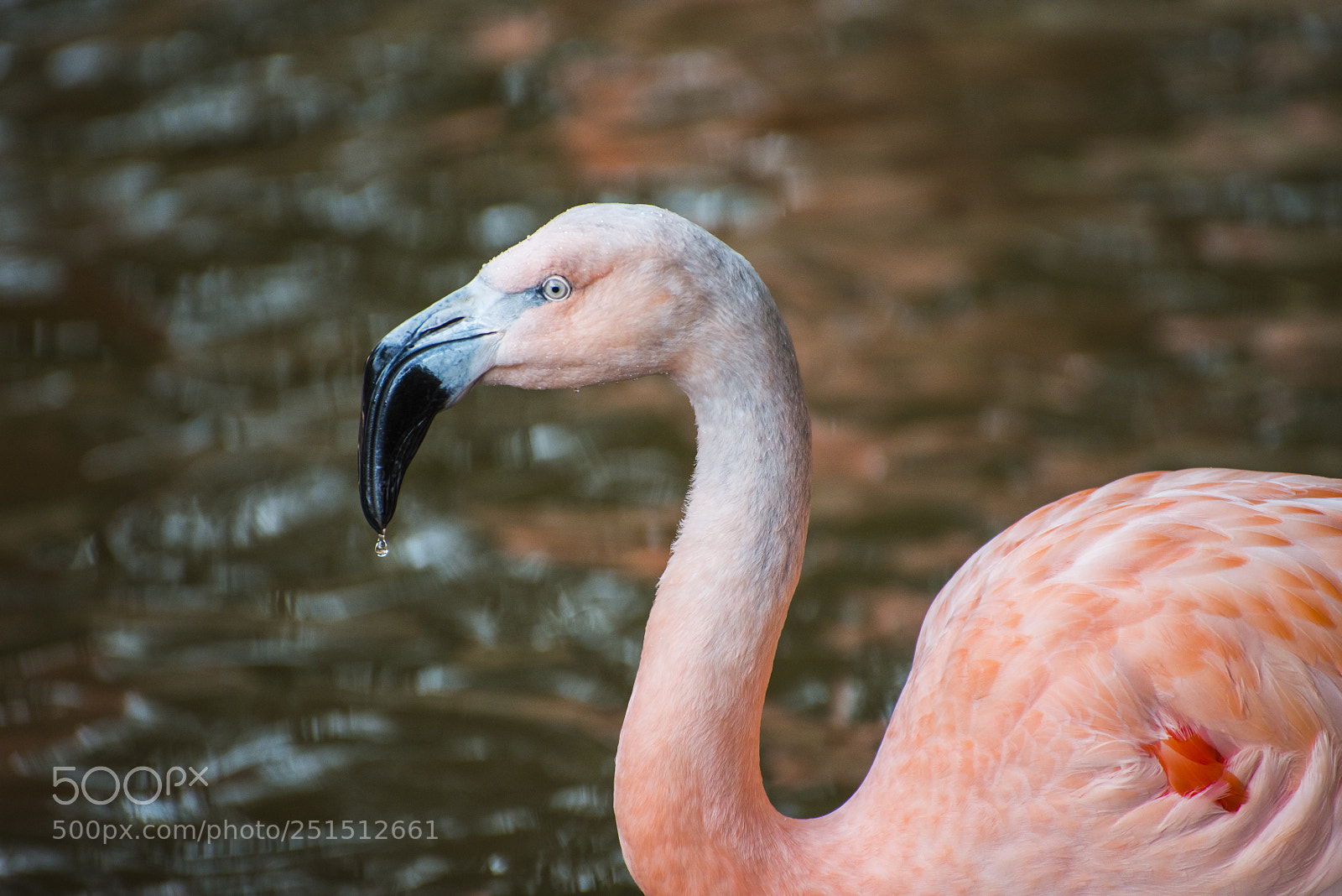 Nikon D800 sample photo. Flamiingo with water drop photography