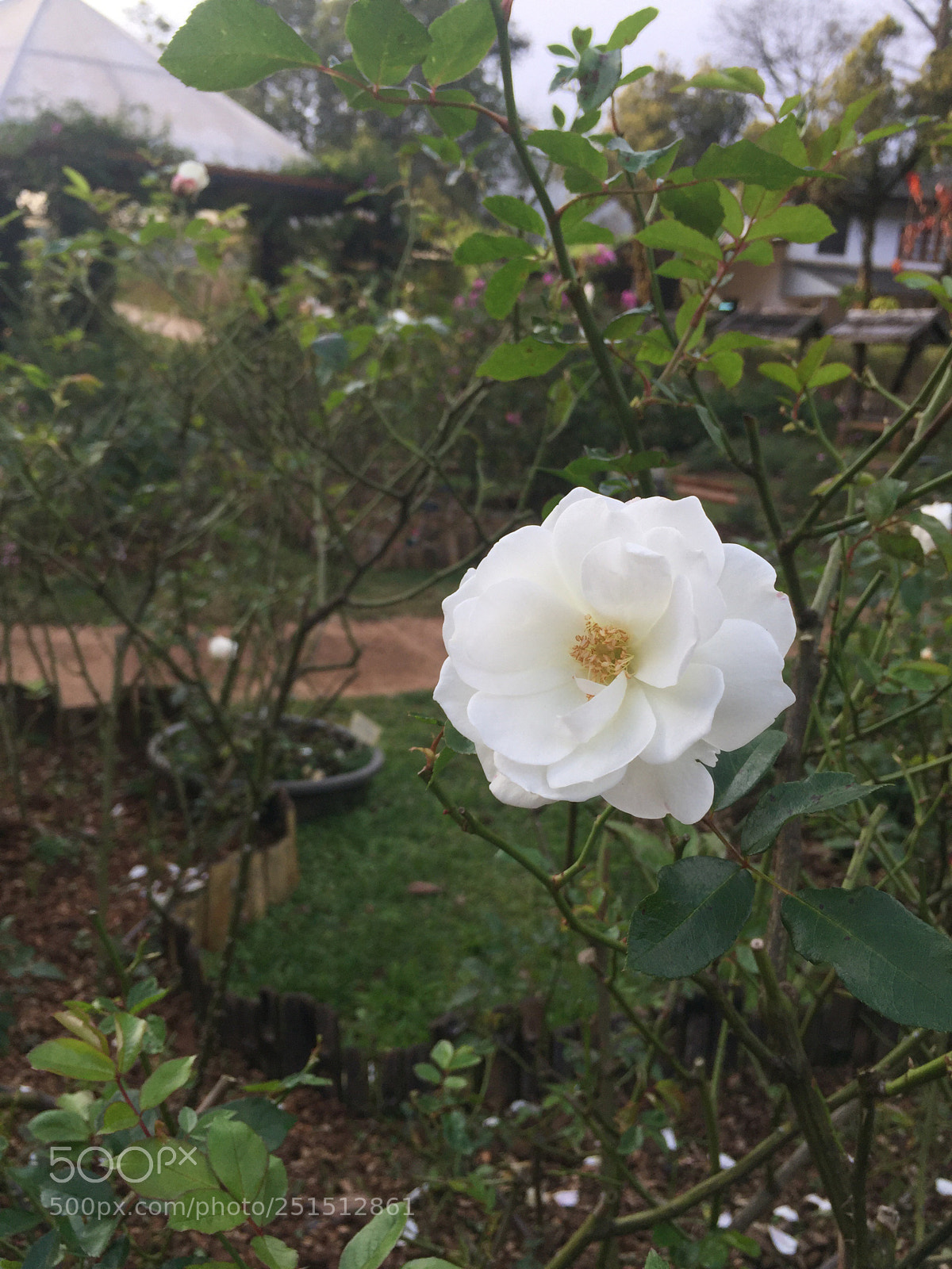 Apple iPhone 6 Plus sample photo. One white flower photography