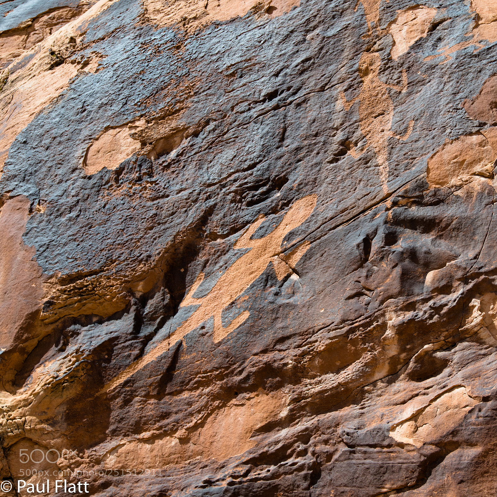 Nikon D850 sample photo. Frozen lizards photography