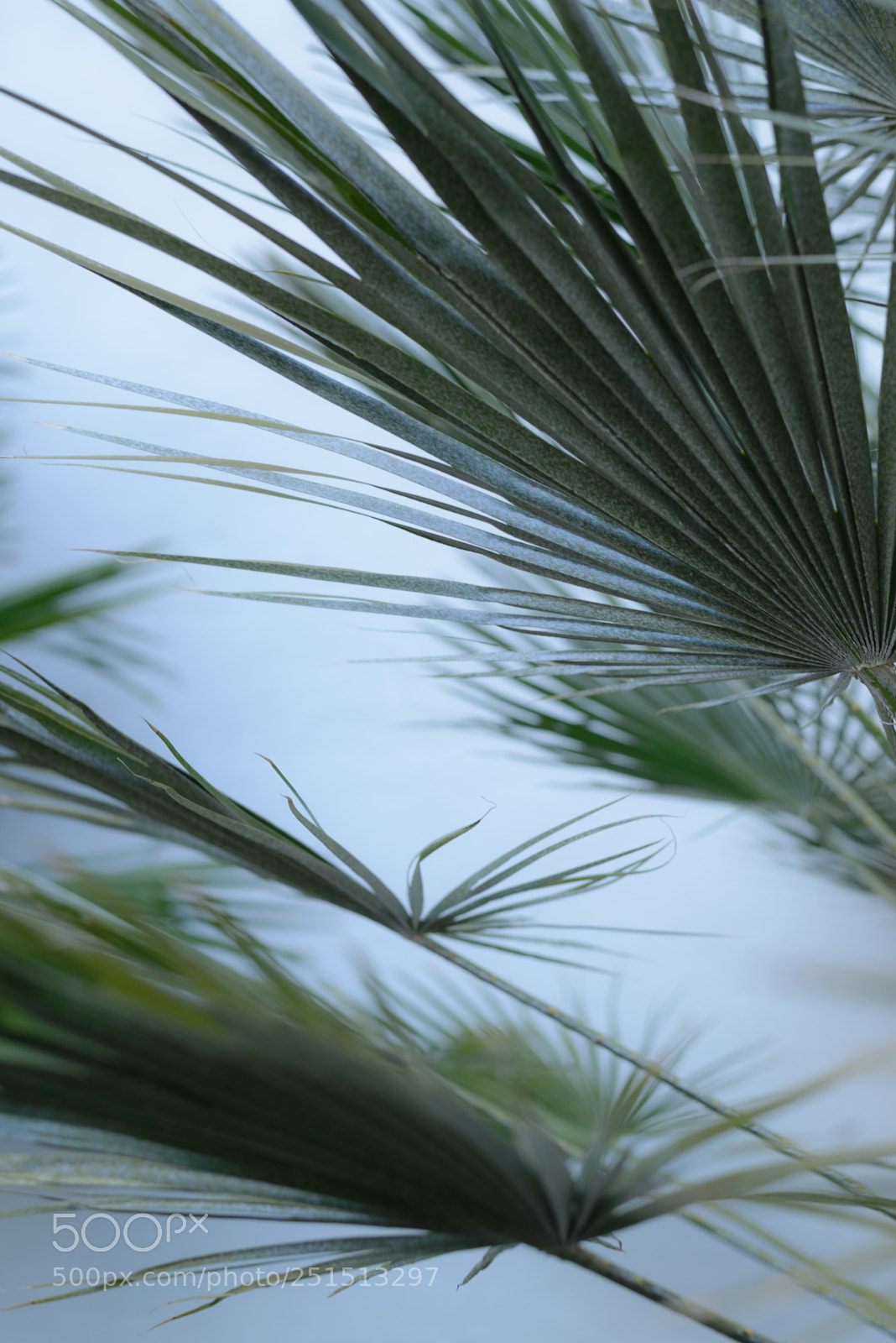 Nikon D610 sample photo. Palm tree melody photography