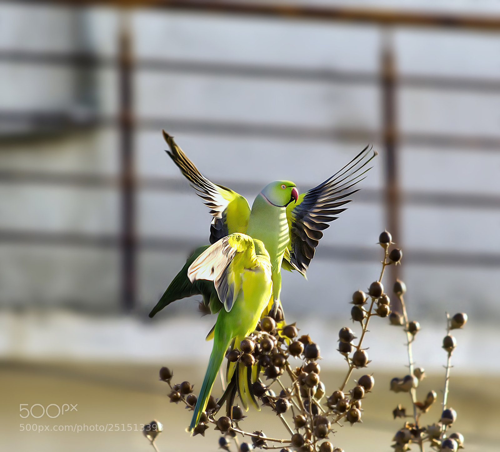 Nikon D5200 sample photo. Expand your wings and photography
