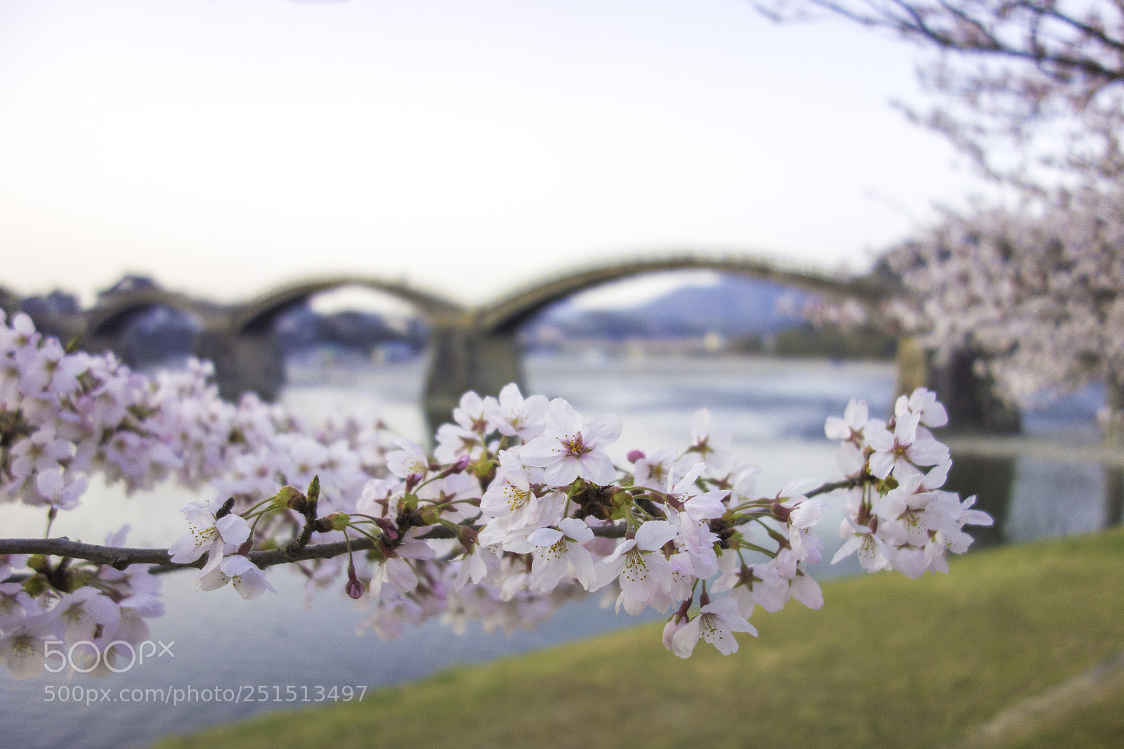 Sony Cyber-shot DSC-RX100 sample photo. Cherry blossoms and wooden photography