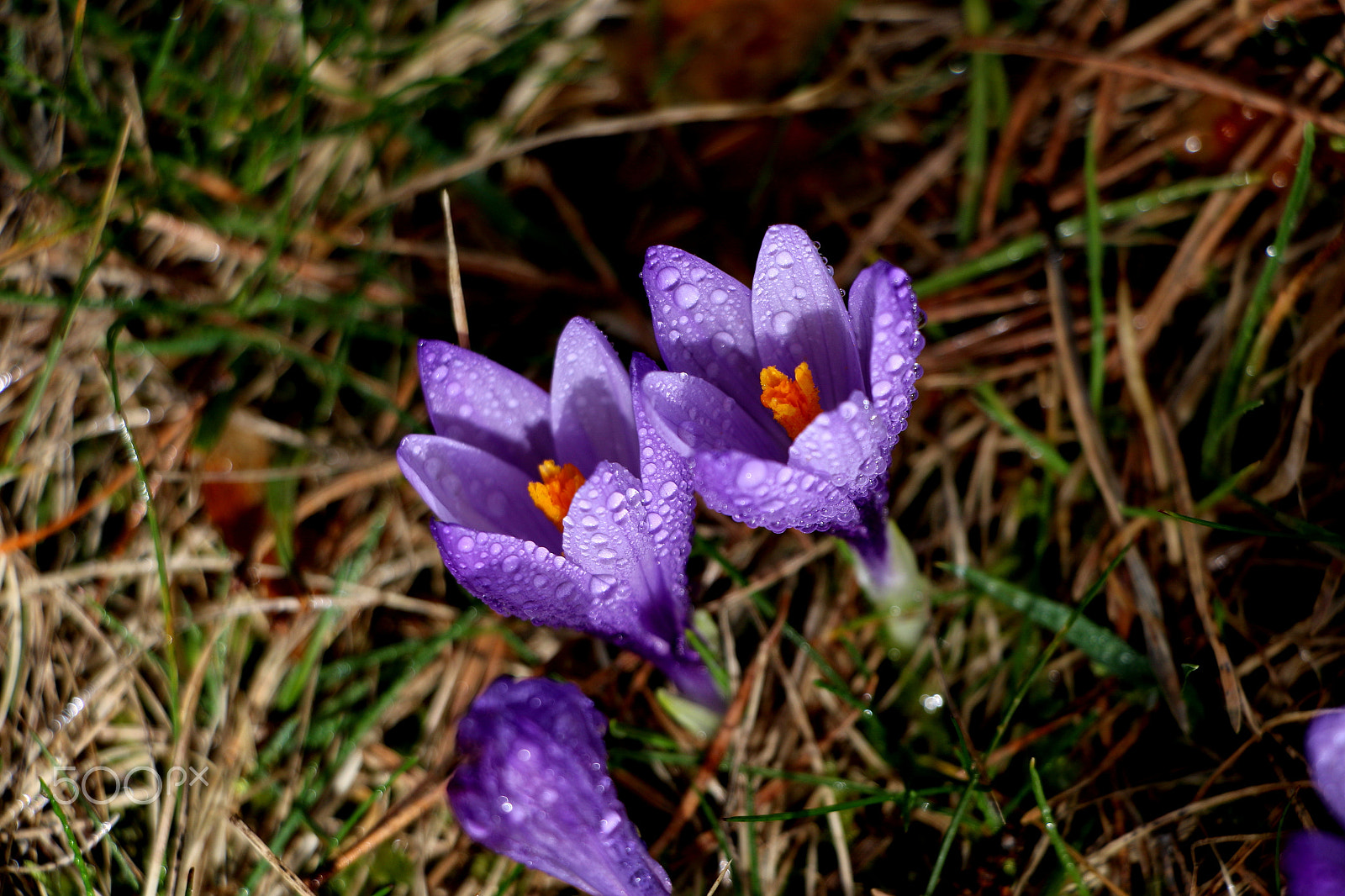 Canon EOS 7D Mark II sample photo. Crocus photography