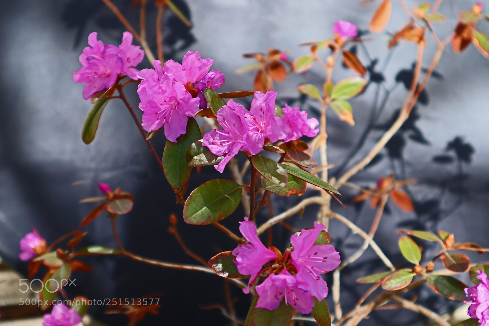 Canon EOS M50 (EOS Kiss M) sample photo. My first azalea in photography
