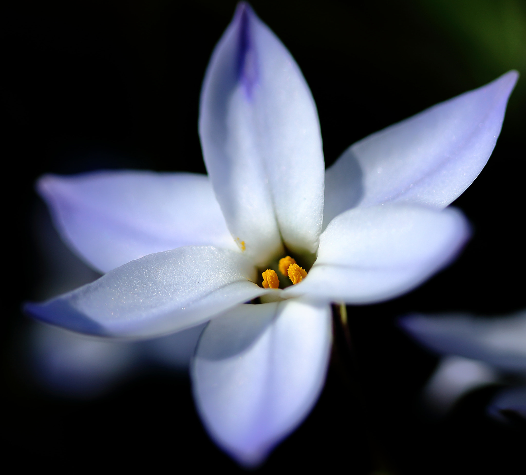 Canon EOS 100D (EOS Rebel SL1 / EOS Kiss X7) sample photo. Spring star photography