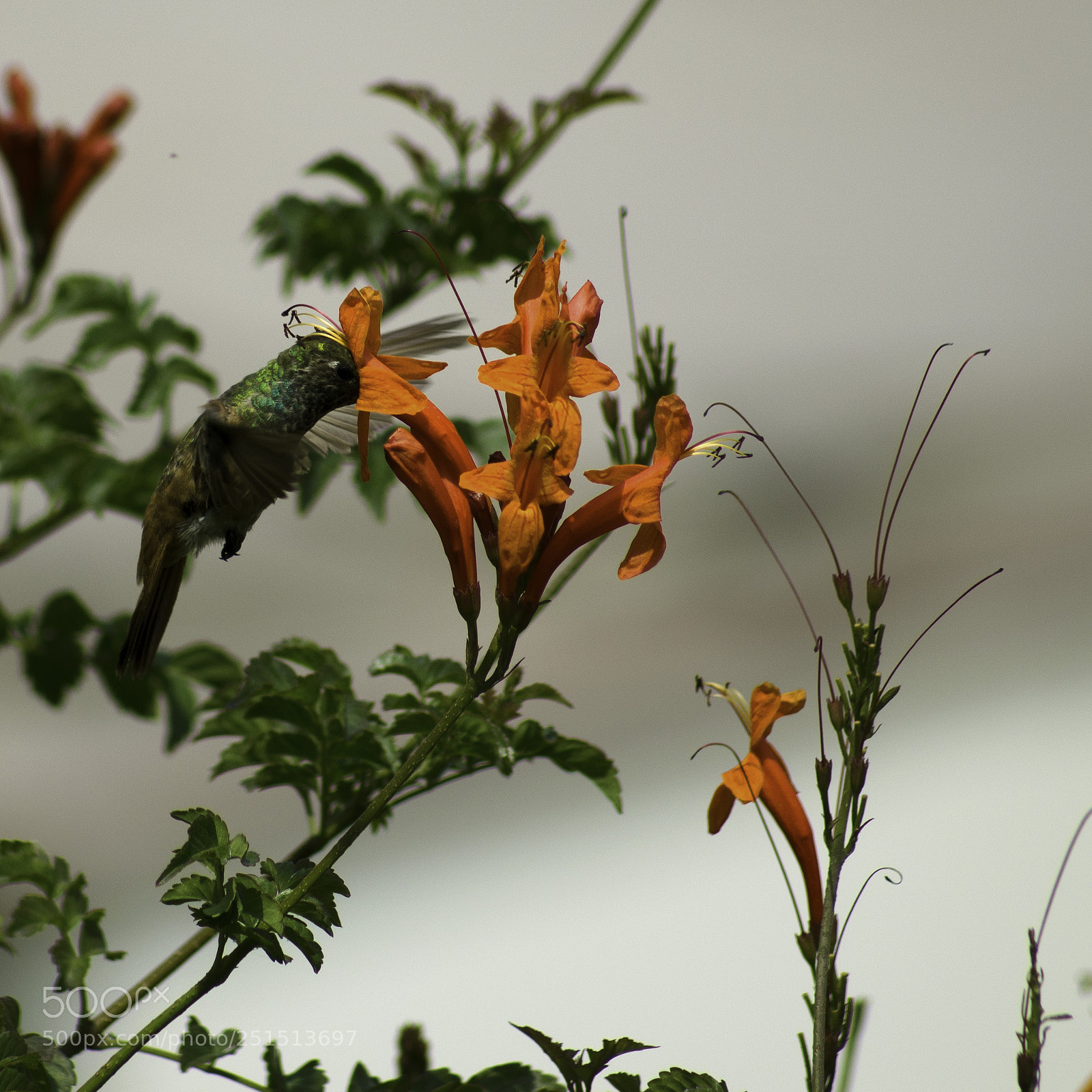 Nikon D5100 sample photo. Lunch time of hummingbird photography