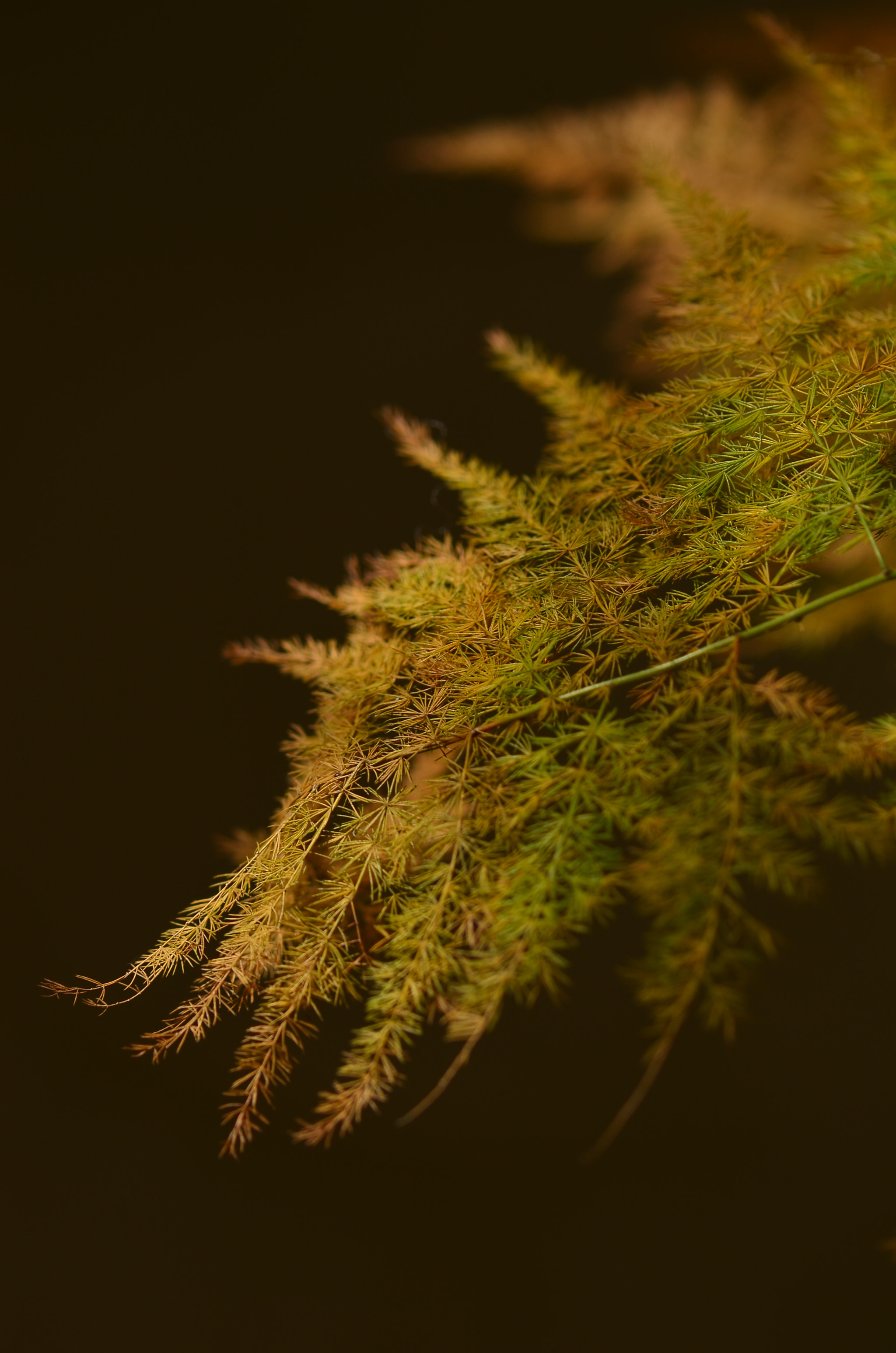 Nikon AF-S Micro-Nikkor 105mm F2.8G IF-ED VR sample photo. Asparagus setaceus photography