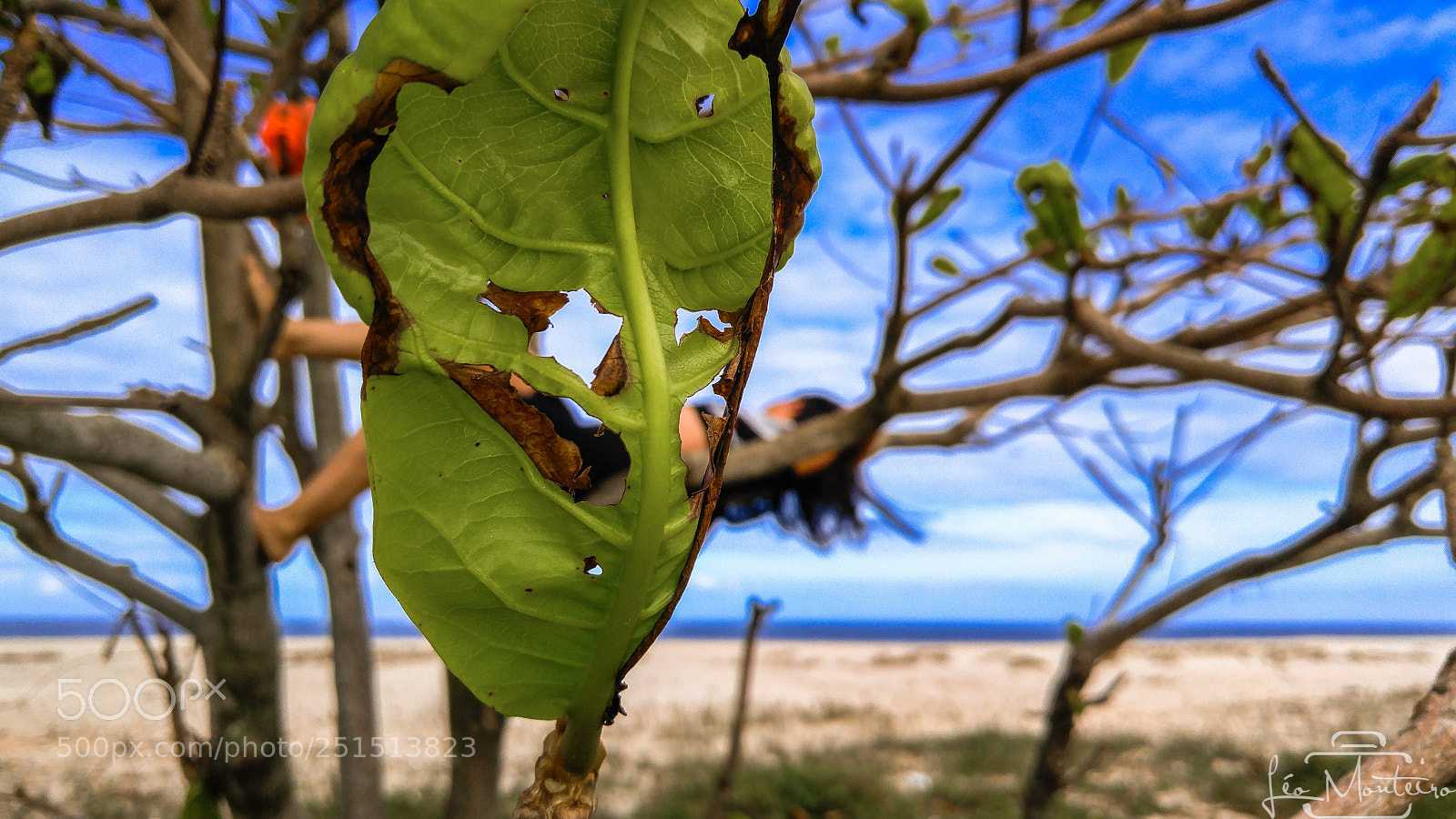 LG H818P sample photo. Priscilla photography