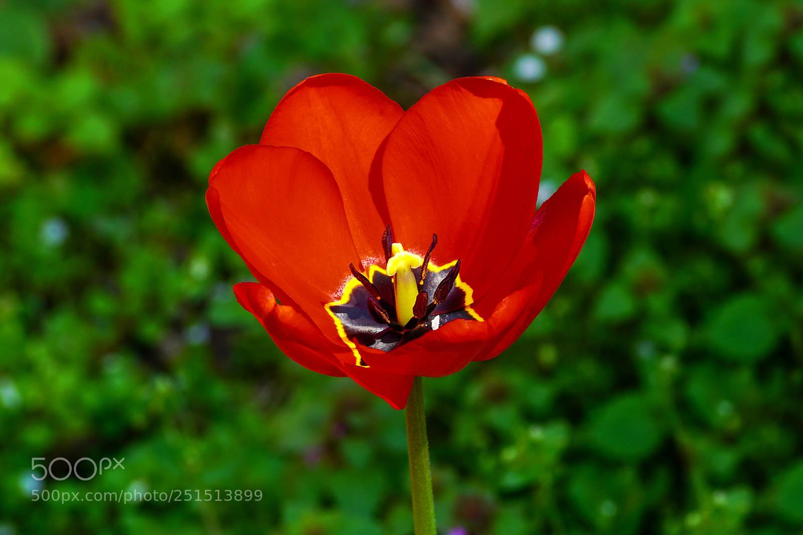 Sony ILCA-77M2 sample photo. Tulips bloom photography