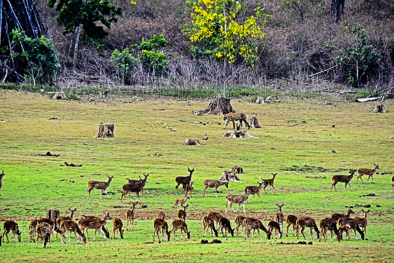 Nikon D810 sample photo. Jungle life photography