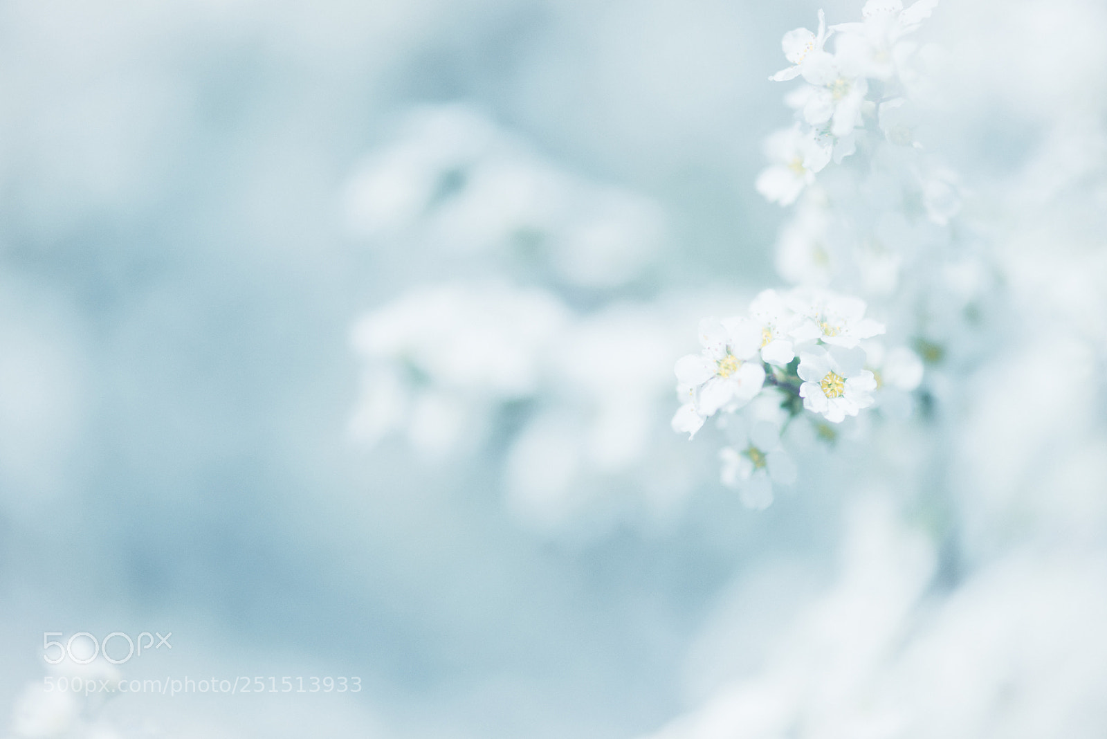 Nikon D800 sample photo. Spiraea photography