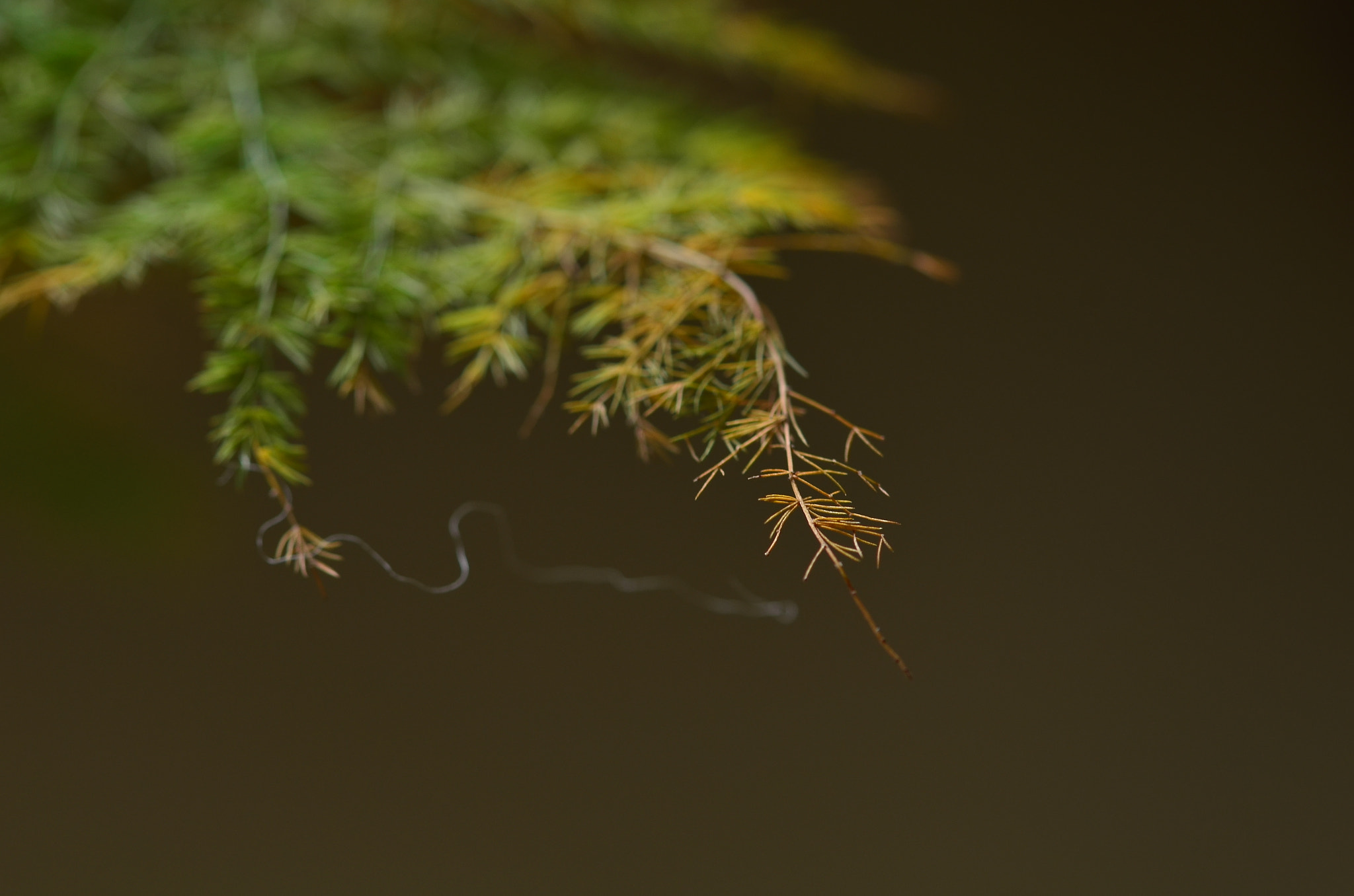 Nikon AF-S Micro-Nikkor 105mm F2.8G IF-ED VR sample photo. Asparagus setaceus photography