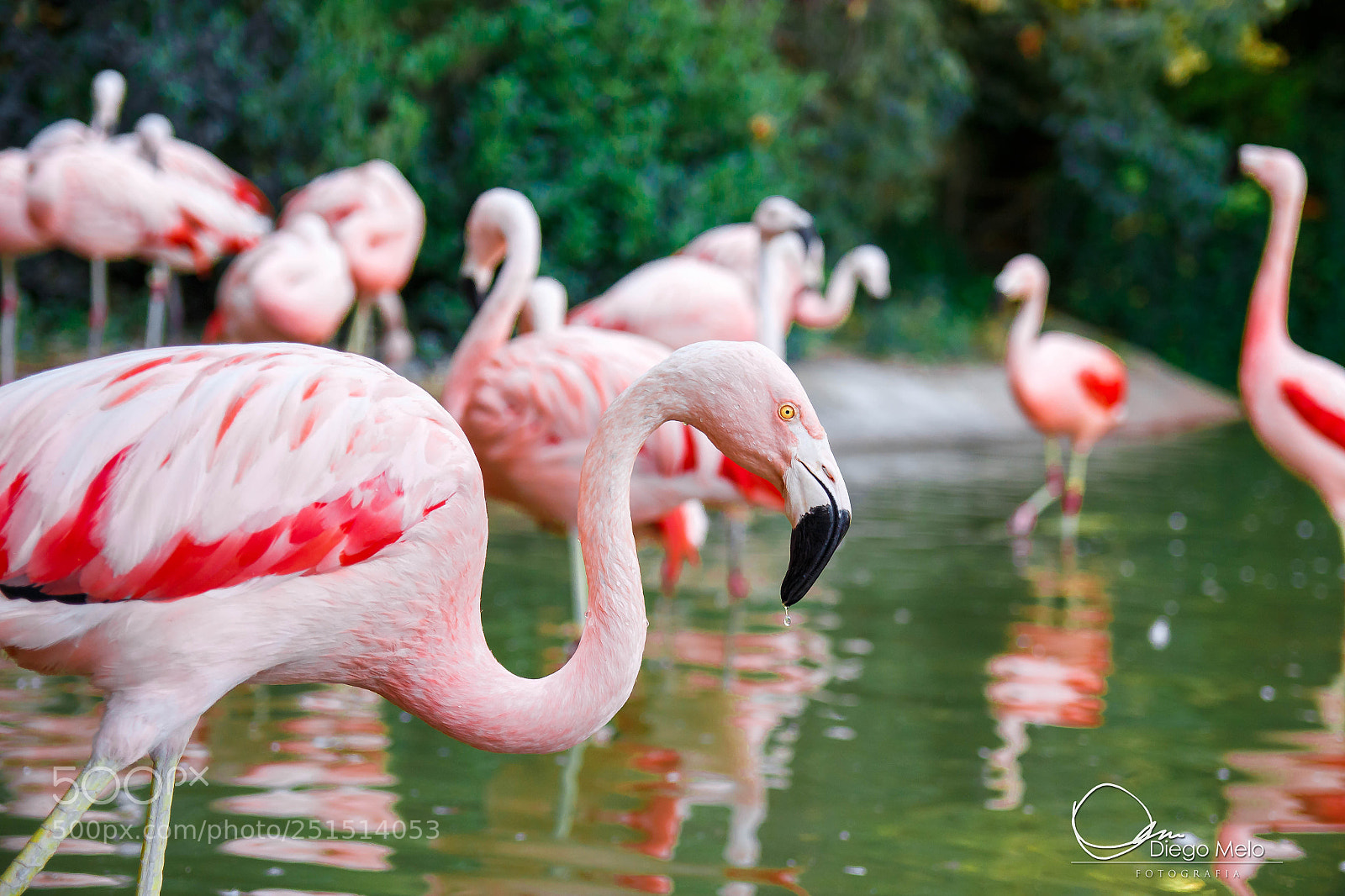 Canon EOS 700D (EOS Rebel T5i / EOS Kiss X7i) sample photo. Flamingos photography