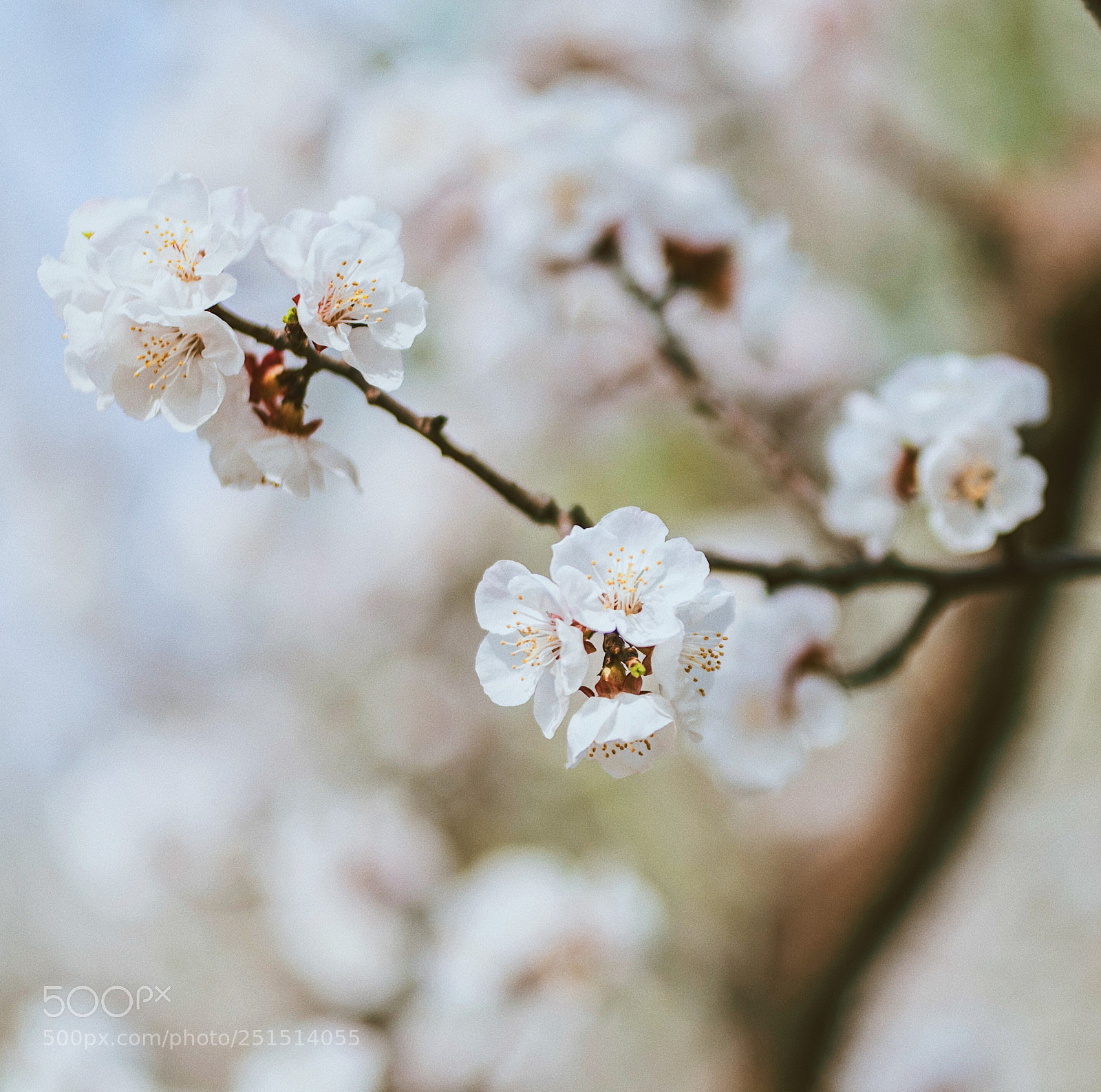 Sony a7S sample photo. Sakura photography