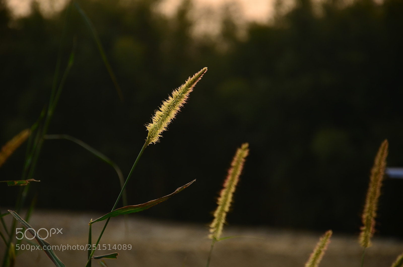 Nikon D7000 sample photo. Sun photography
