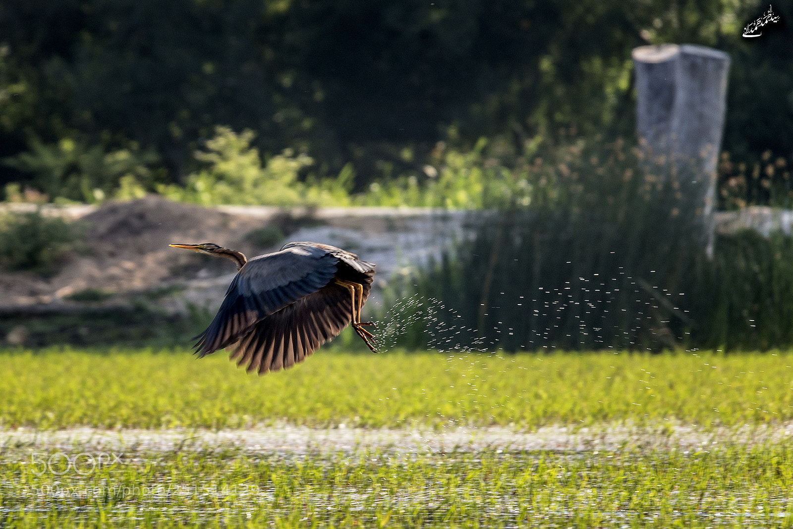 Nikon D800E sample photo. Untitled photography